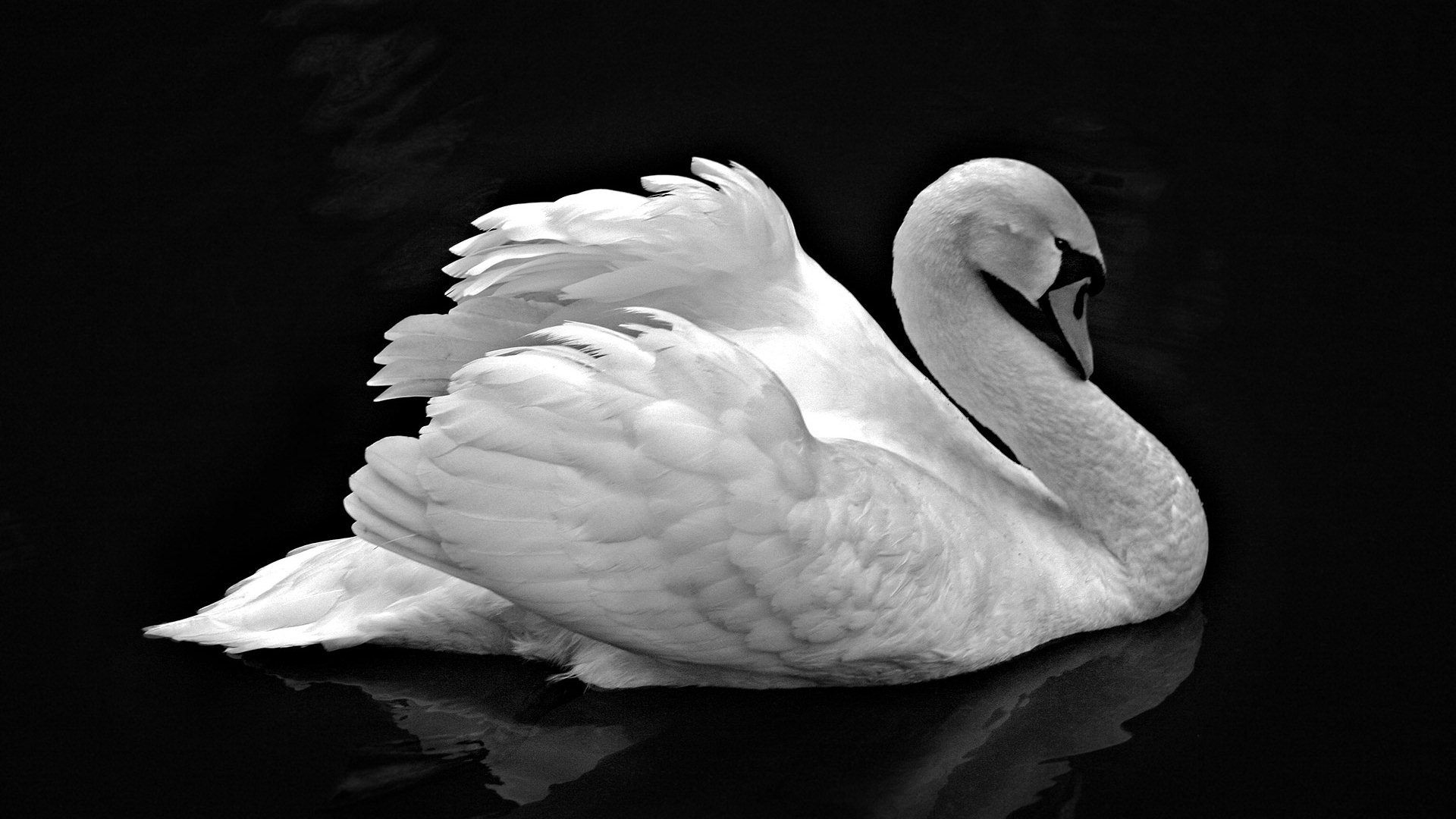 Download mobile wallpaper Swan, Birds, Animal for free.