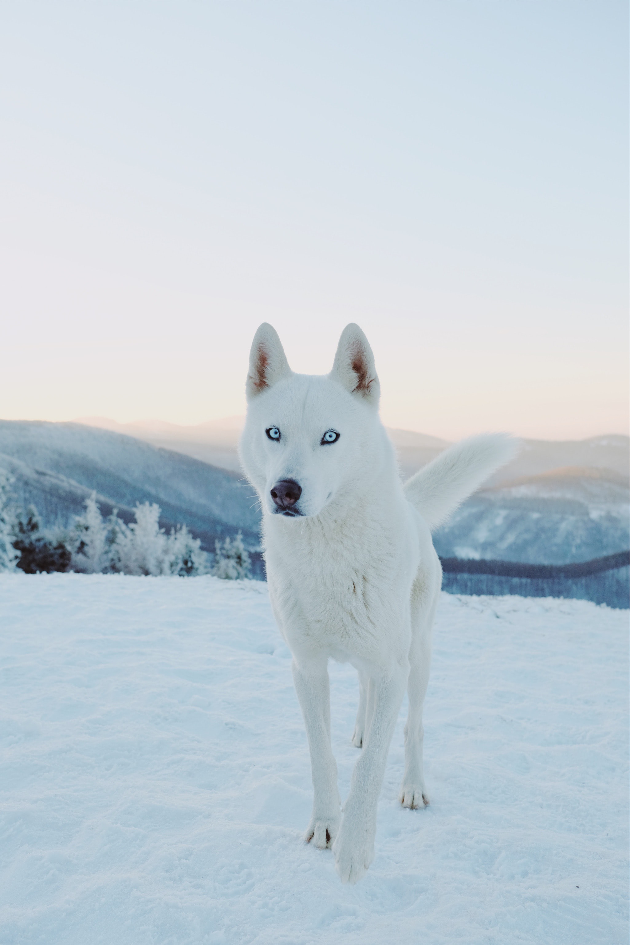animals, dog, husky, snow, white mobile wallpaper