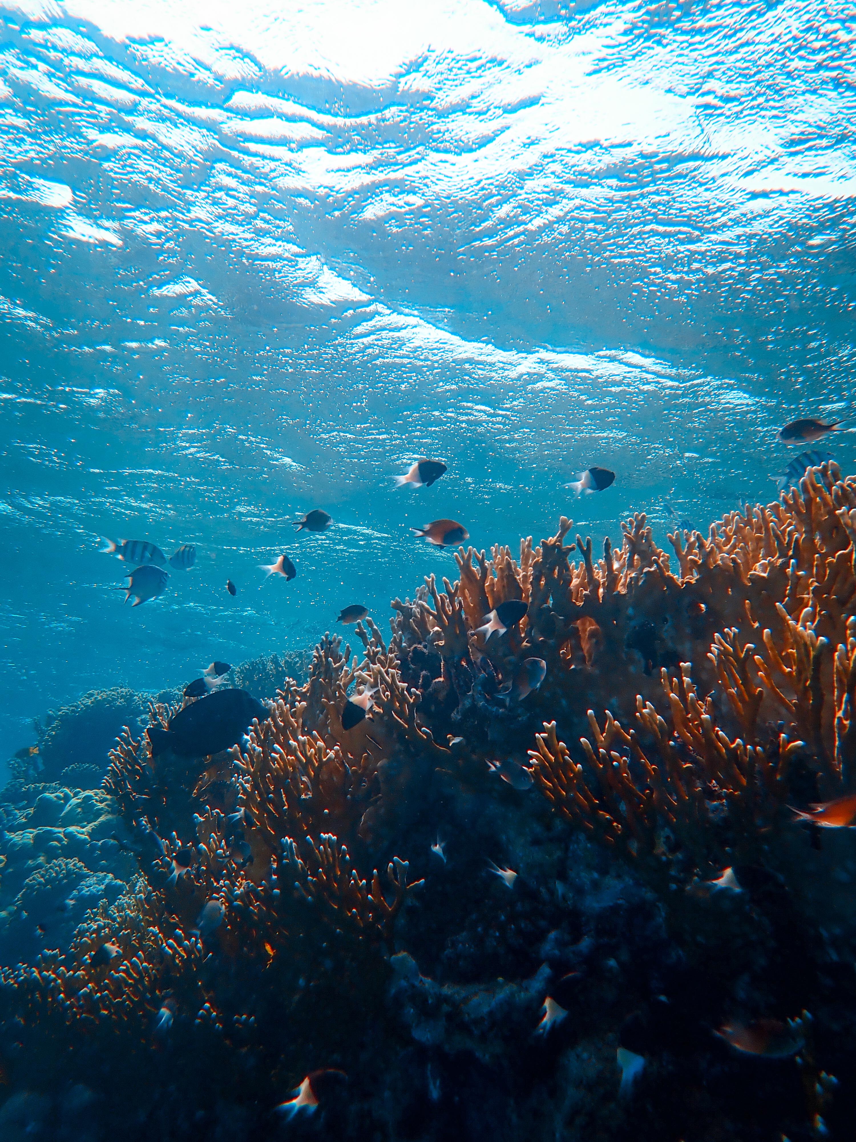 62620 télécharger le fond d'écran nature, poissons, coraux, océan, monde sous marin, algue - économiseurs d'écran et images gratuitement