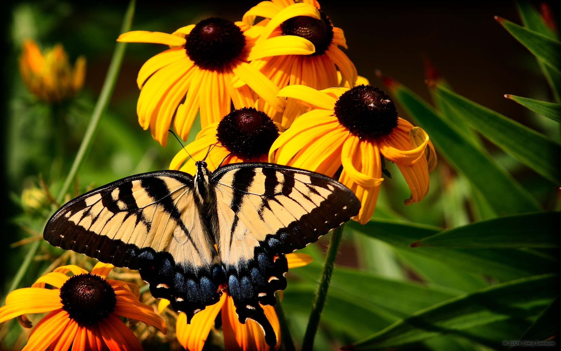 PCデスクトップにフラワーズ, 蝶, 昆虫画像を無料でダウンロード