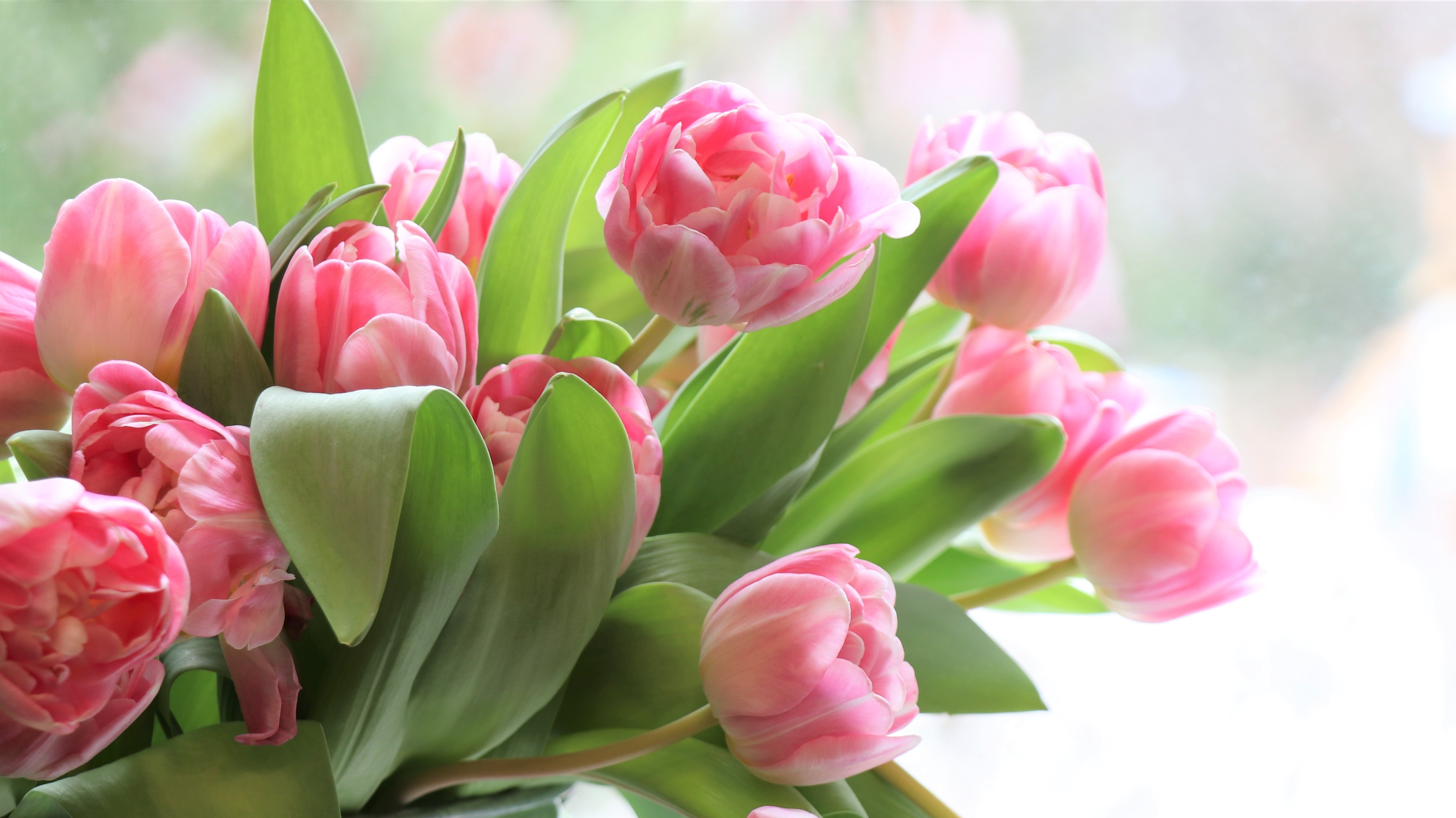 Обои на телефон красивые тюльпаны. Пионовидные тюльпаны. Розовые тюльпаны. Весенние цветы тюльпаны. Красивый весенний букет тюльпанов.