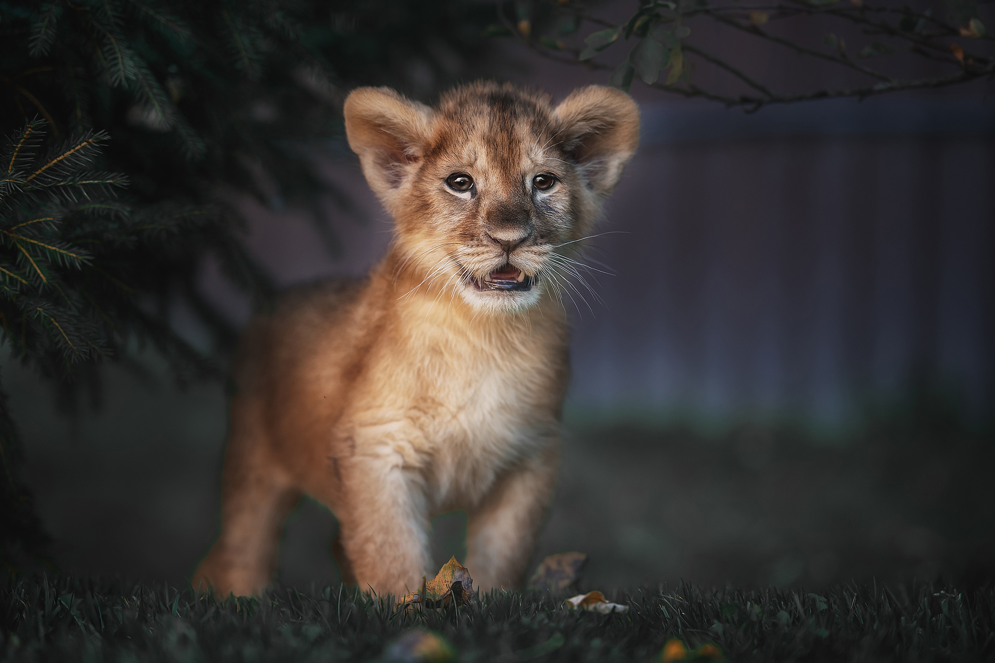 The Lion Cub Is Looking Directly Into The Camera Background Cute Lion  Baby Hd Photography Photo Background Image And Wallpaper for Free Download