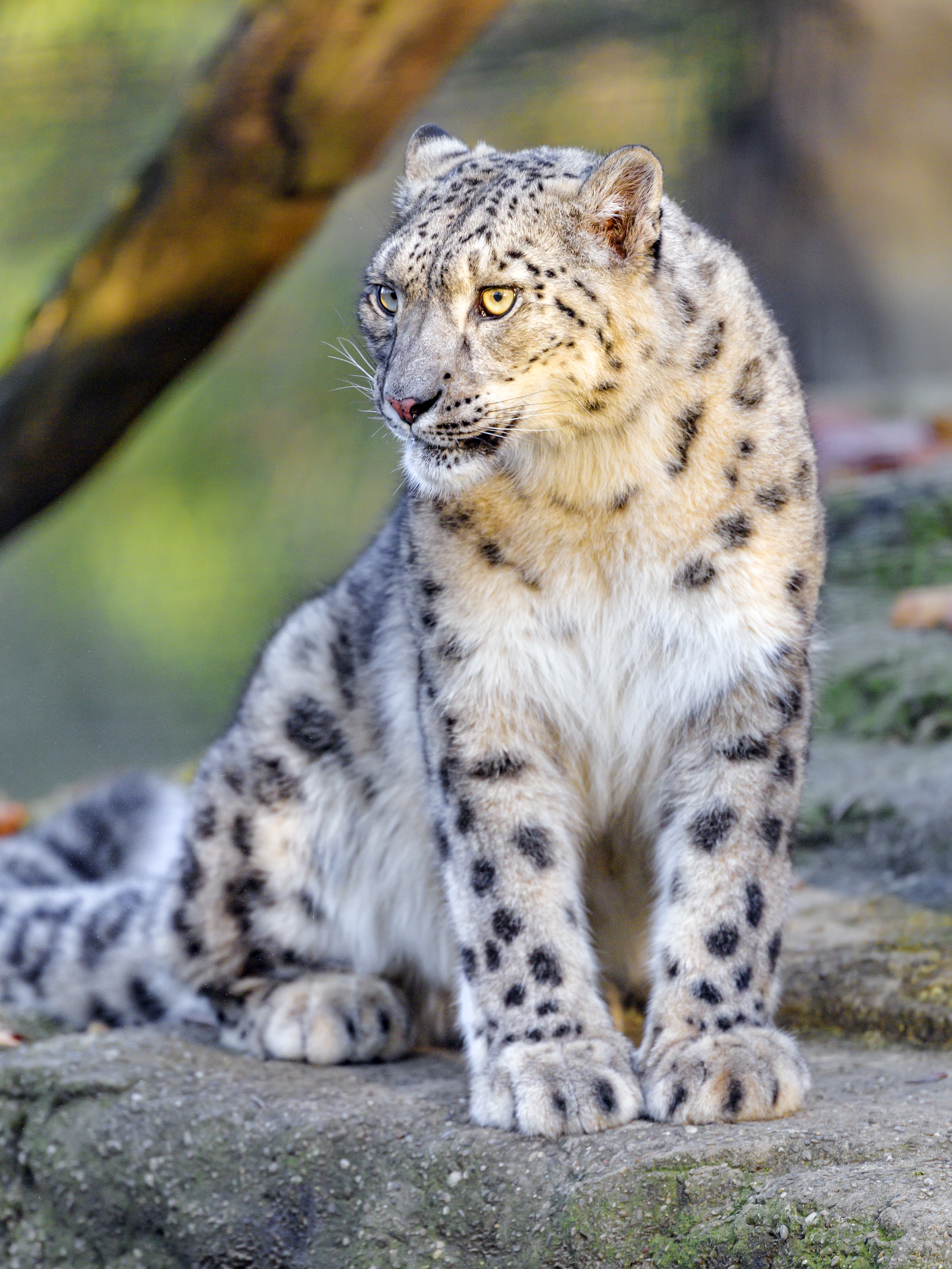 animals, snow leopard, predator, big cat, animal, irbis, wild HD wallpaper