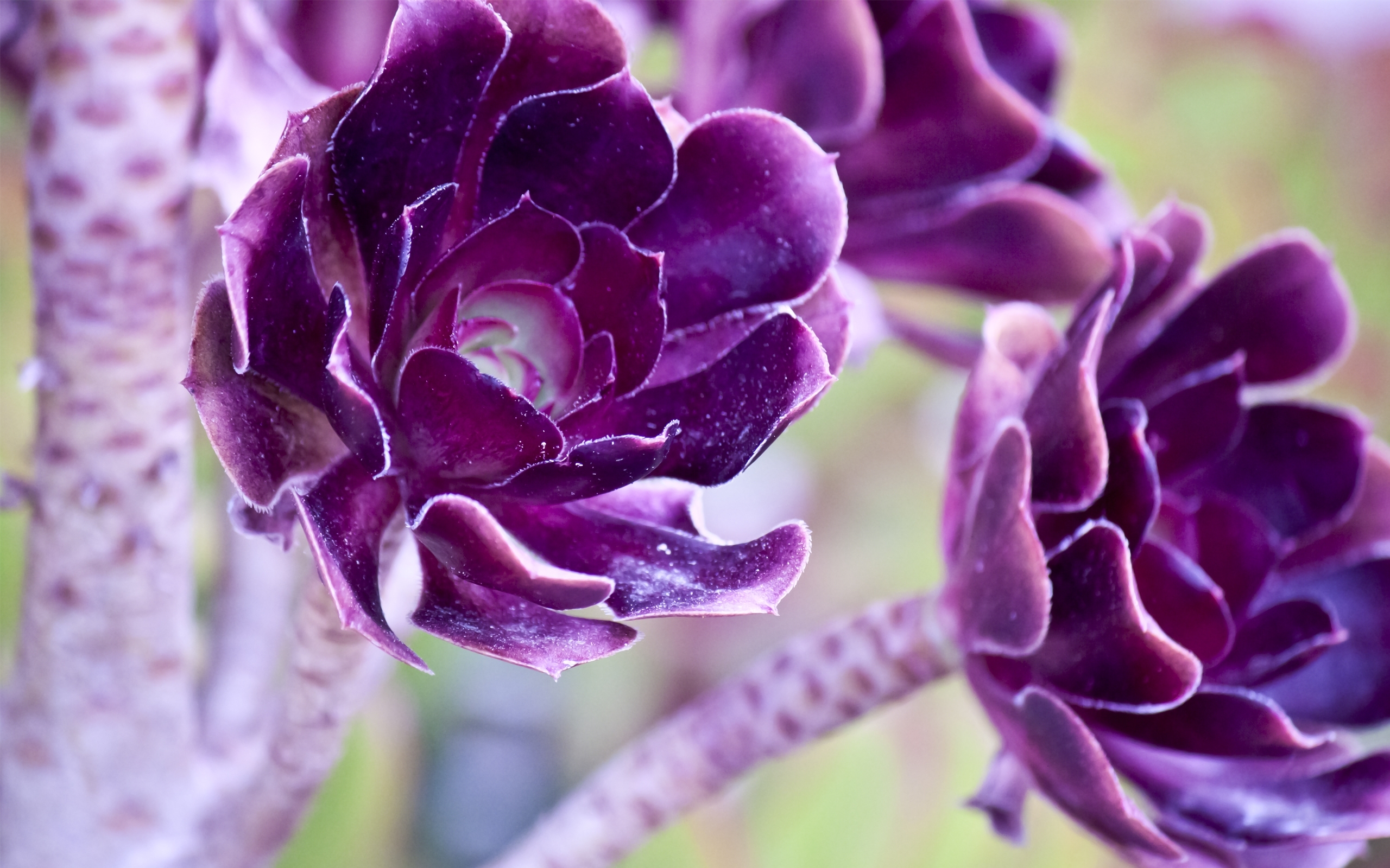 Download mobile wallpaper Flowers, Plants, Violet for free.