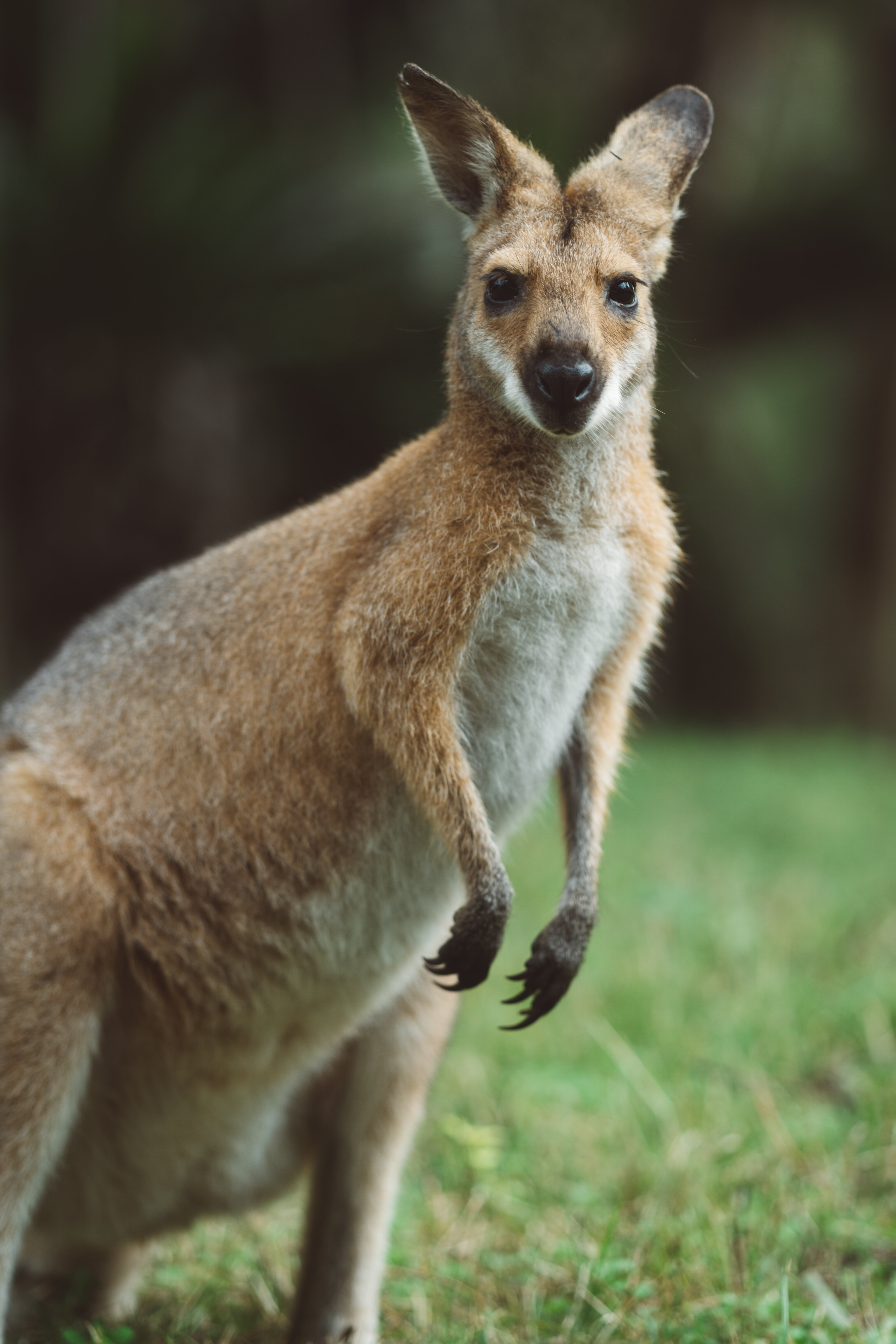 Handy-Wallpaper Tier, Meinung, Kangaroo, Sicht, Tiere kostenlos herunterladen.