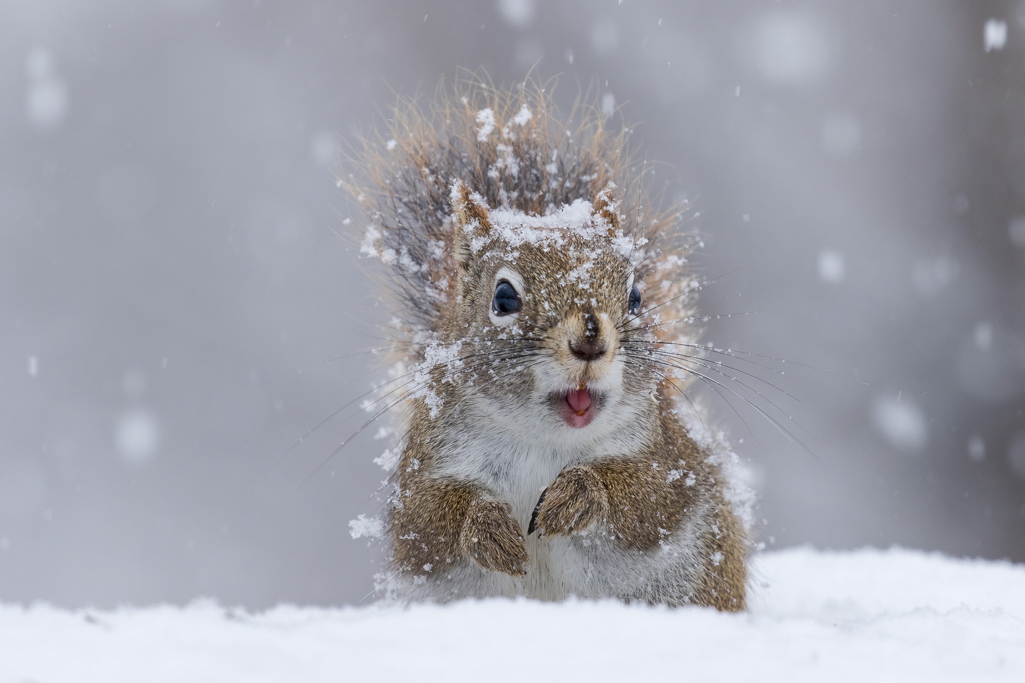 Красивые зимние картинки с животными