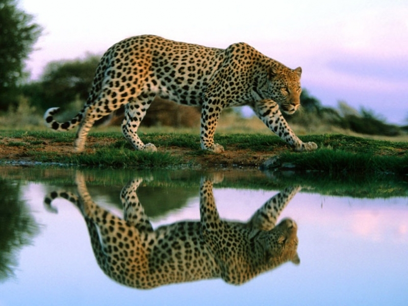 43808 скачать обои животные, ягуар (jaguar) - заставки и картинки бесплатно