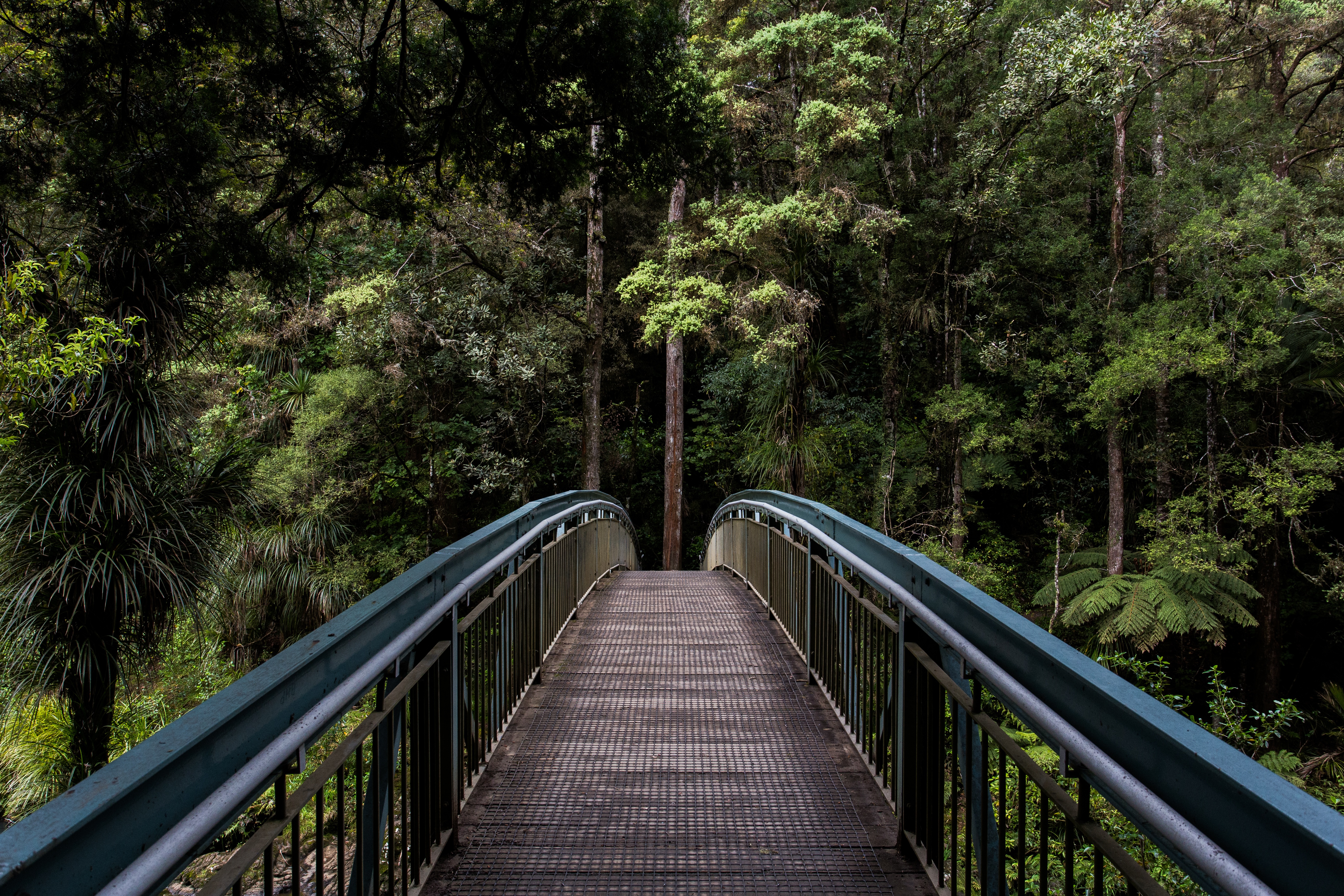 147197 descargar imagen naturaleza, árboles, bosque, puente, perspectiva: fondos de pantalla y protectores de pantalla gratis