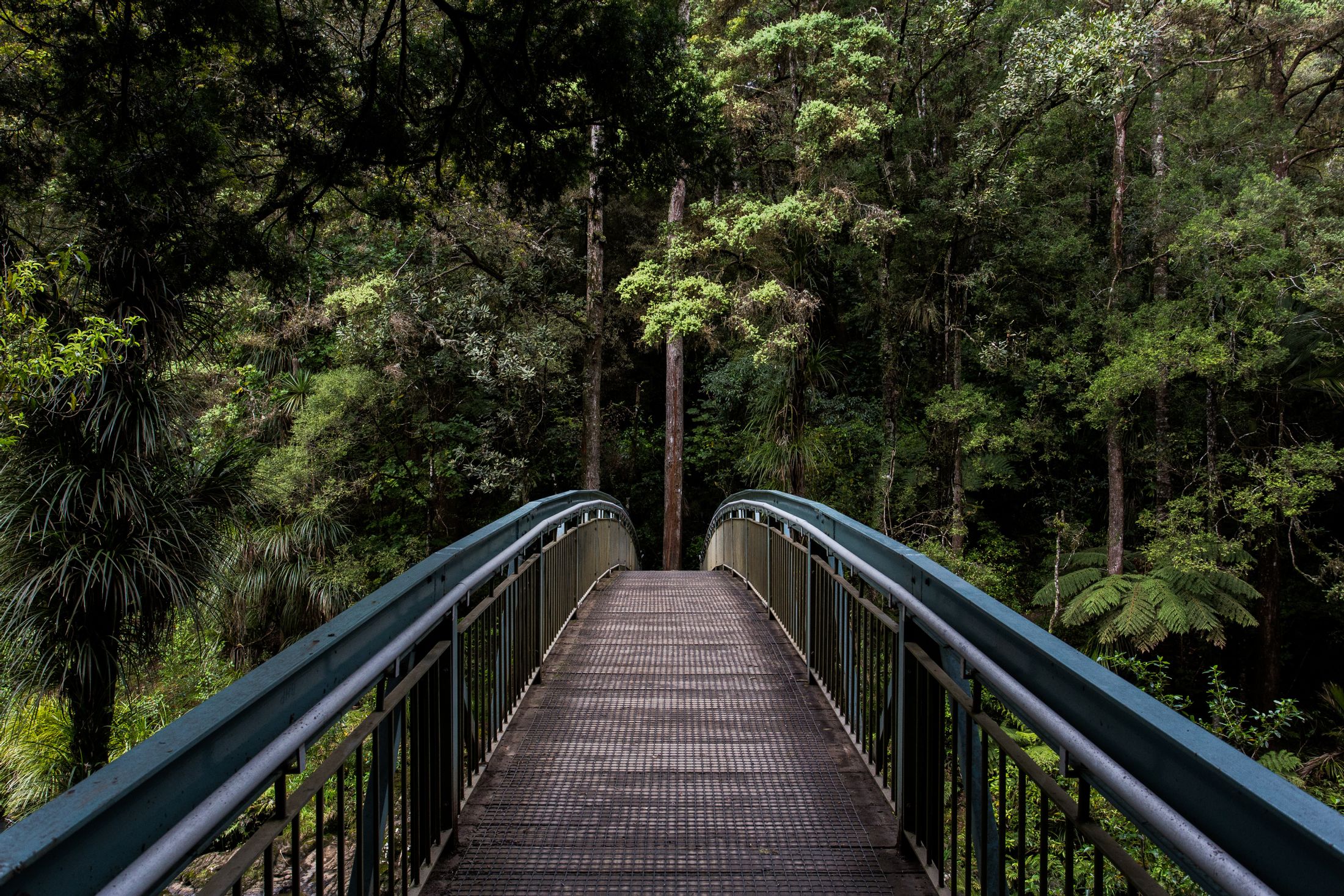 Висячий мост в лесу