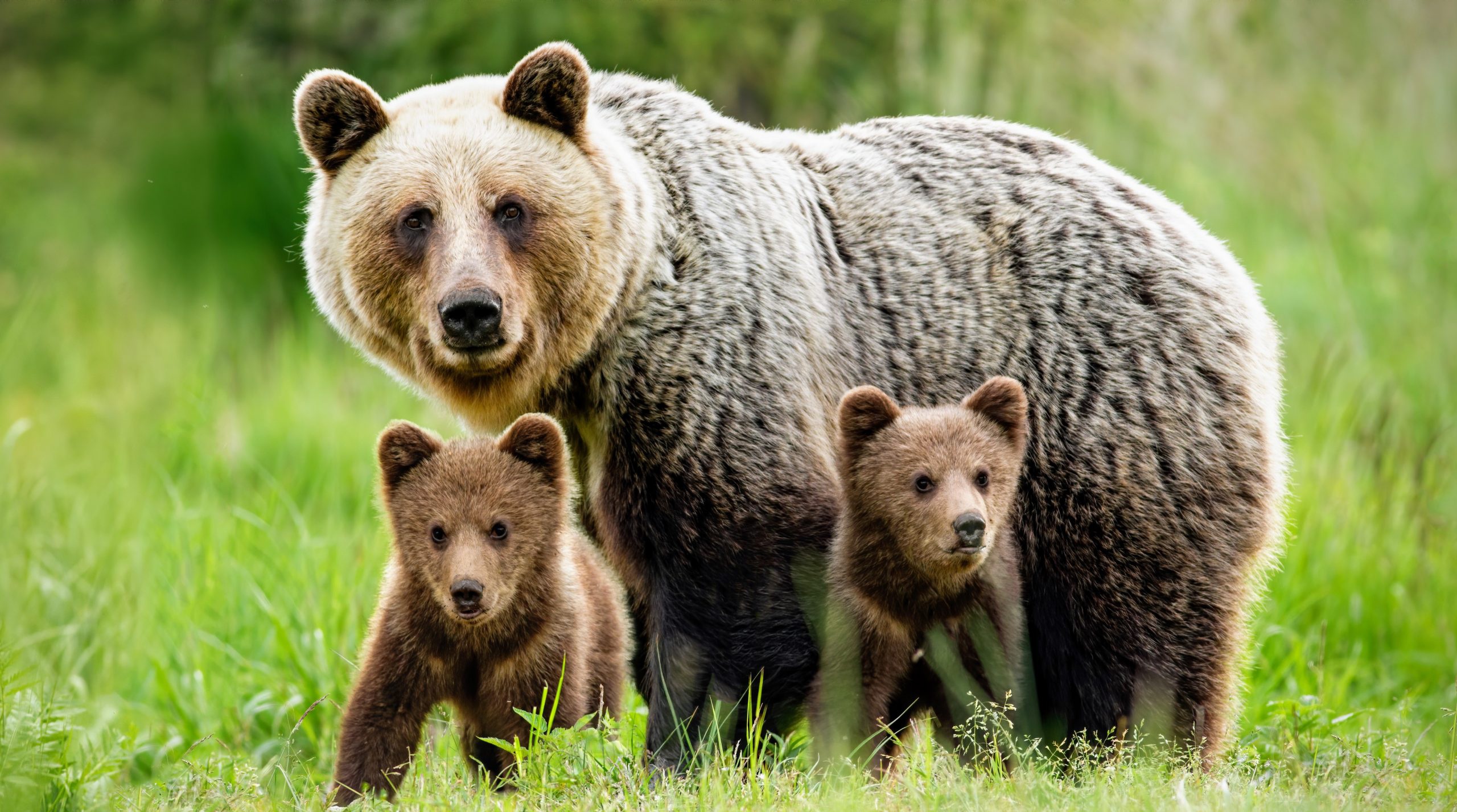 медведь осенью картинки для детей