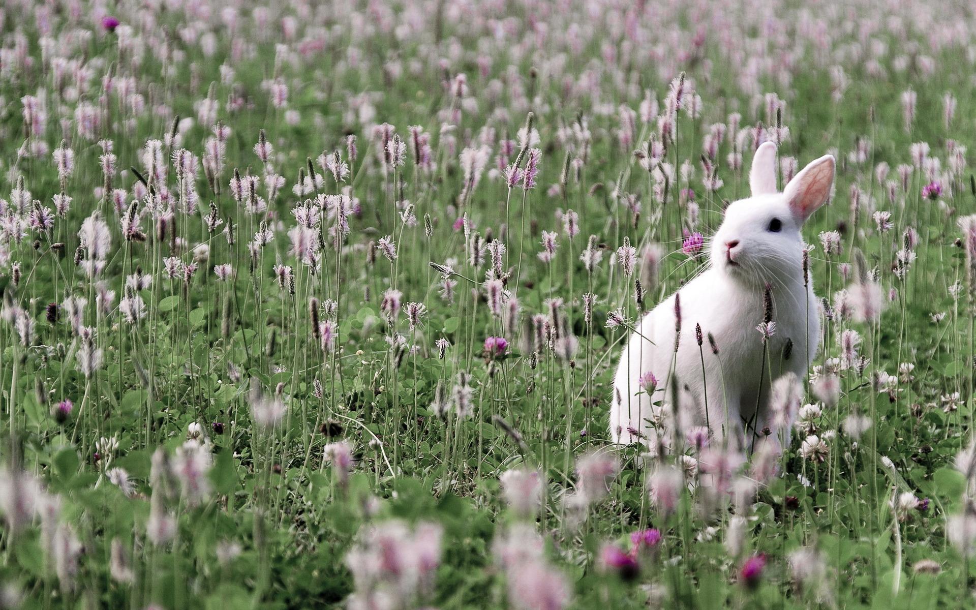 Windows Backgrounds rabbits, animals