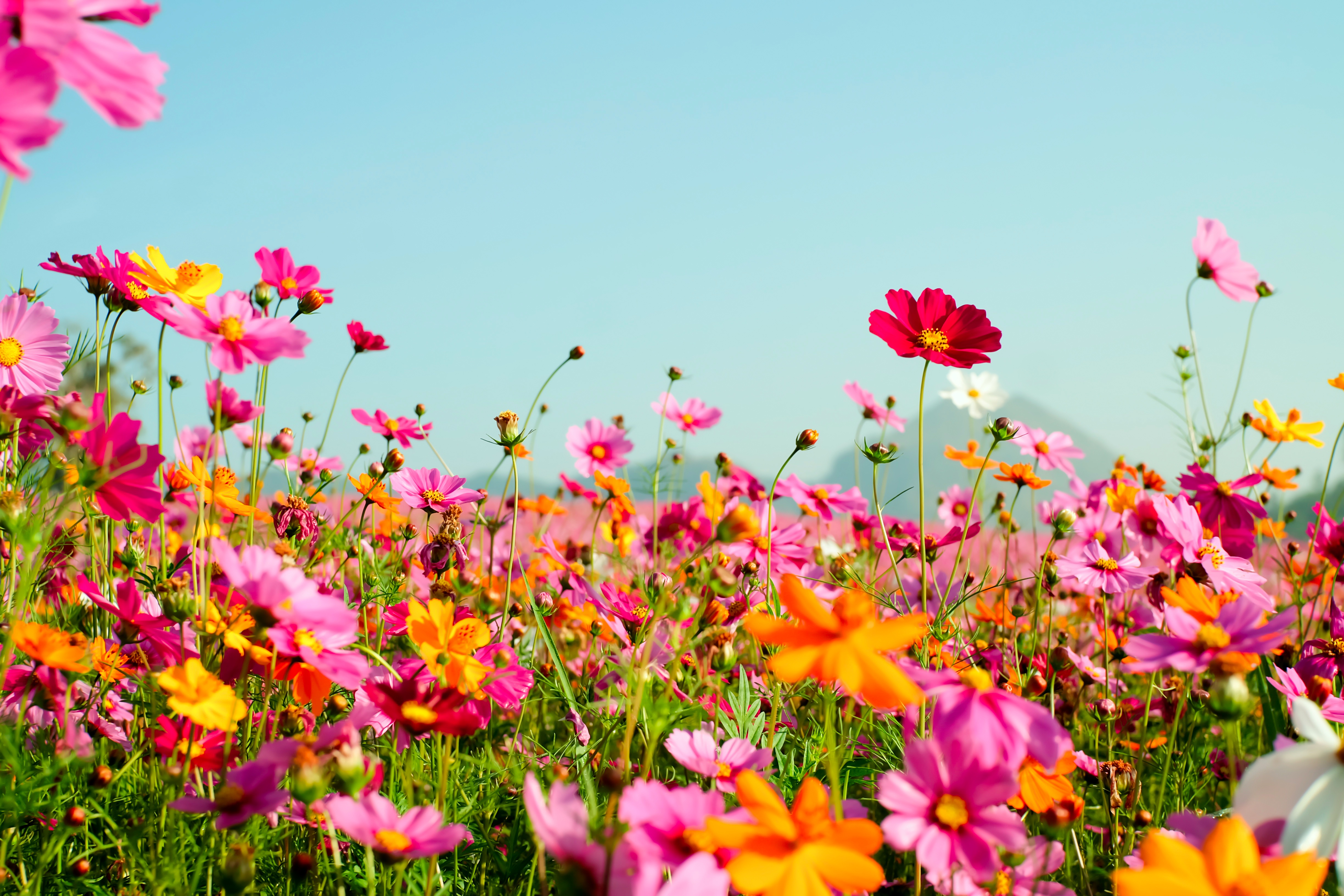 Фото летний луг с цветами