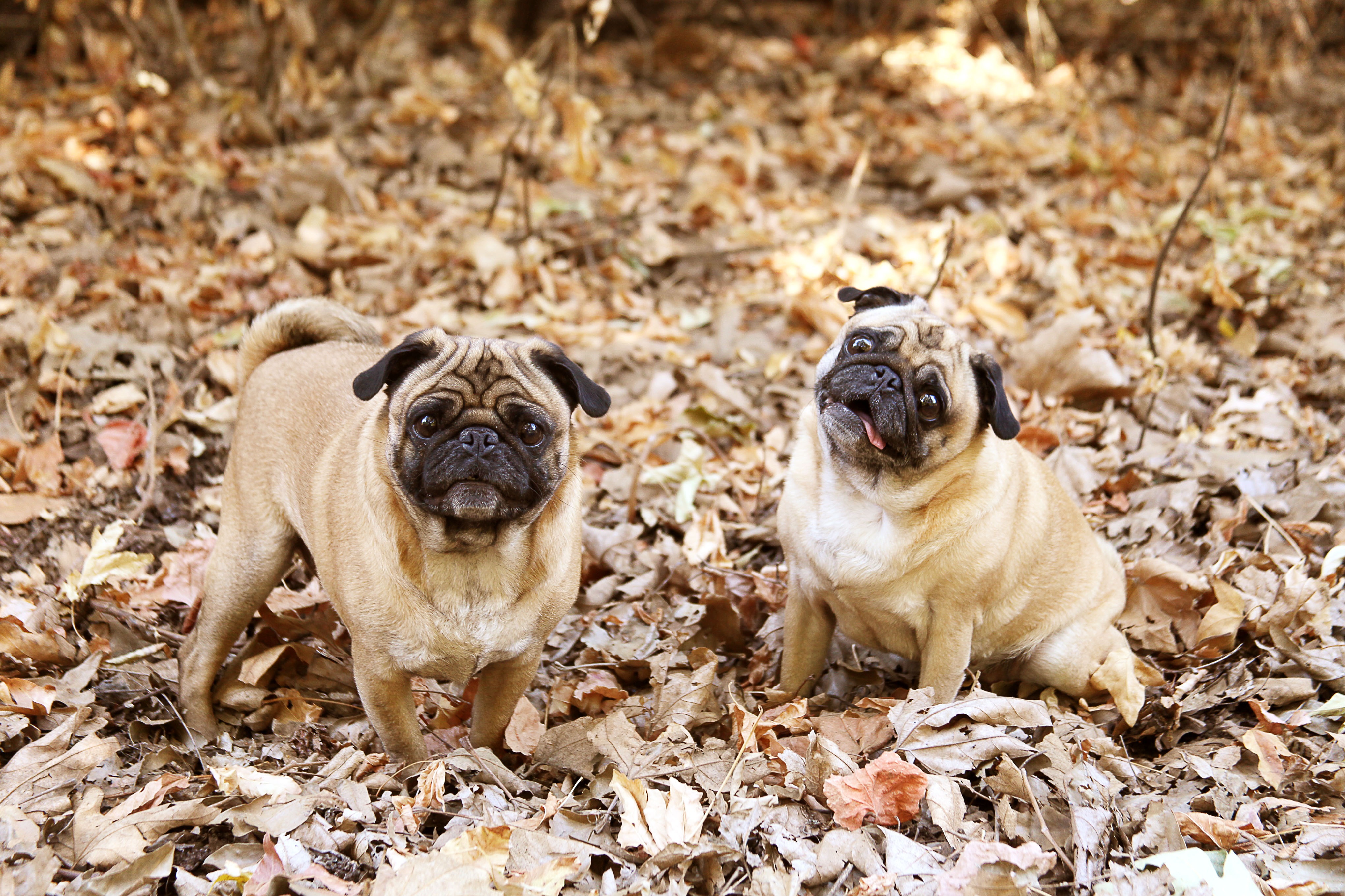 Download mobile wallpaper Foliage, Animals, Cool, Pug, Dogs for free.