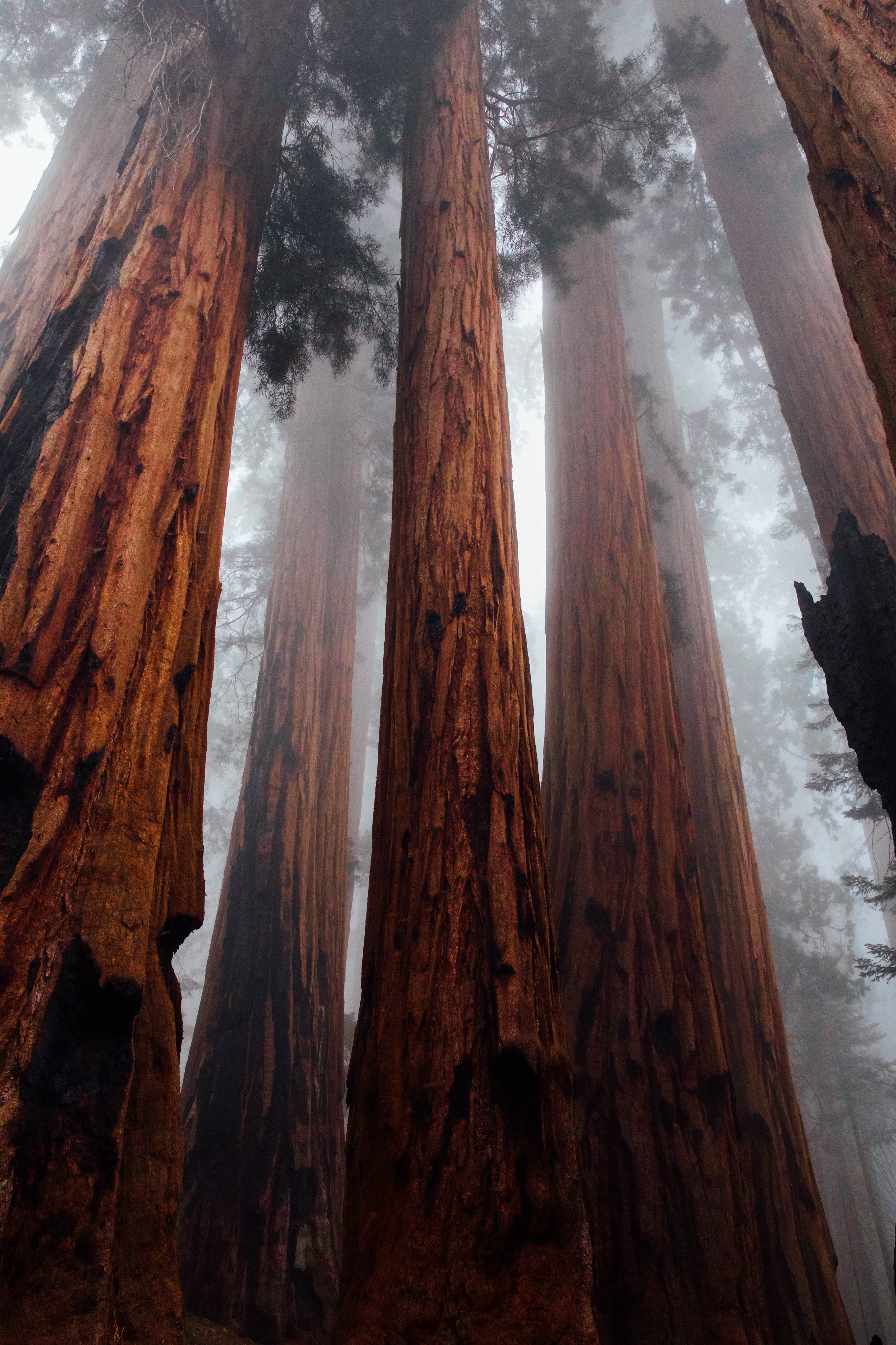 forest, bottom view, fog, trees, nature, bark, trunks 1080p