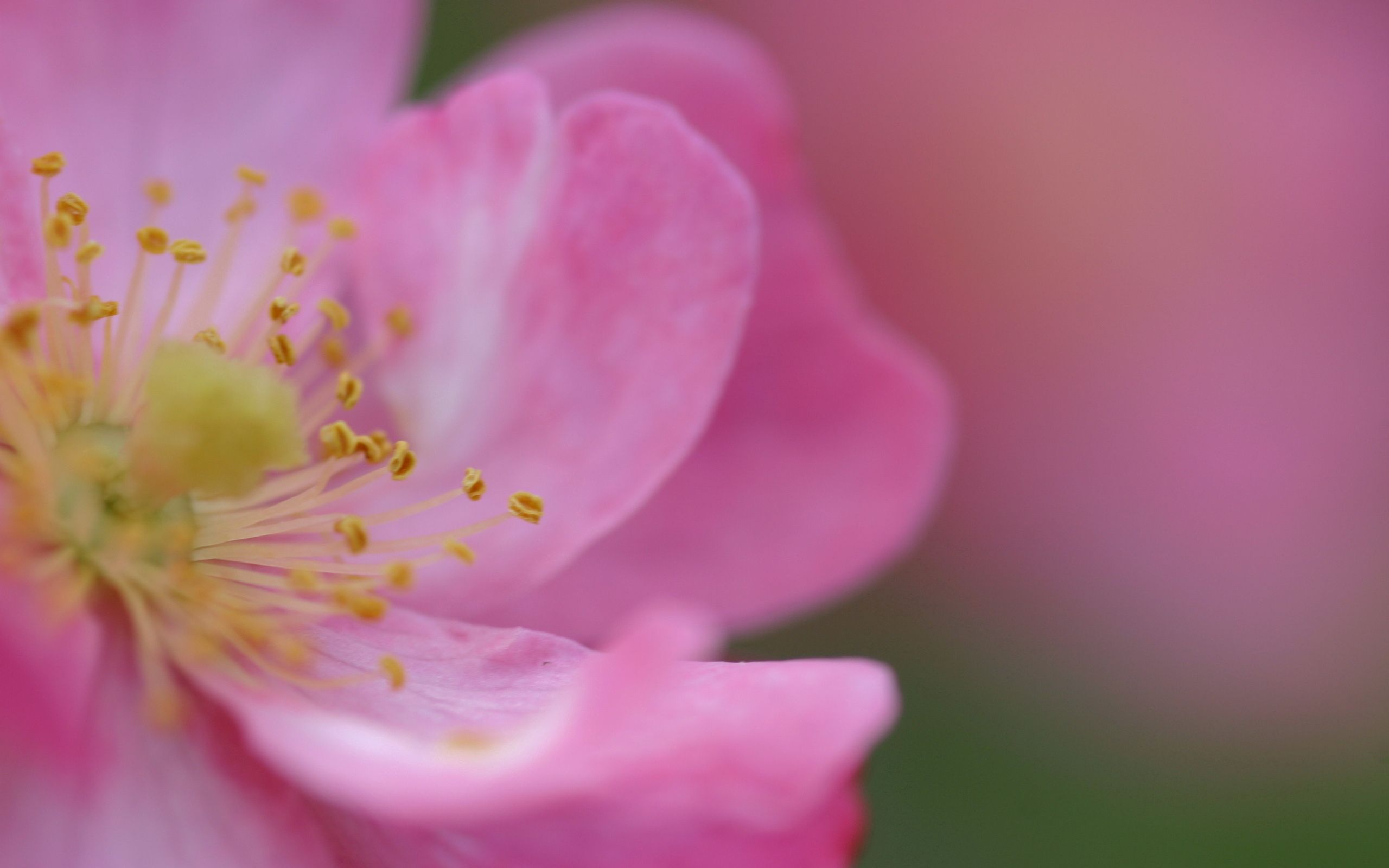 Laden Sie das Farbe, Briar, Rose, Blume, Makro, Rosa, Blütenblätter-Bild kostenlos auf Ihren PC-Desktop herunter