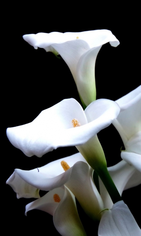 calla lily, earth, flower, calla, lily, flowers 4K Ultra