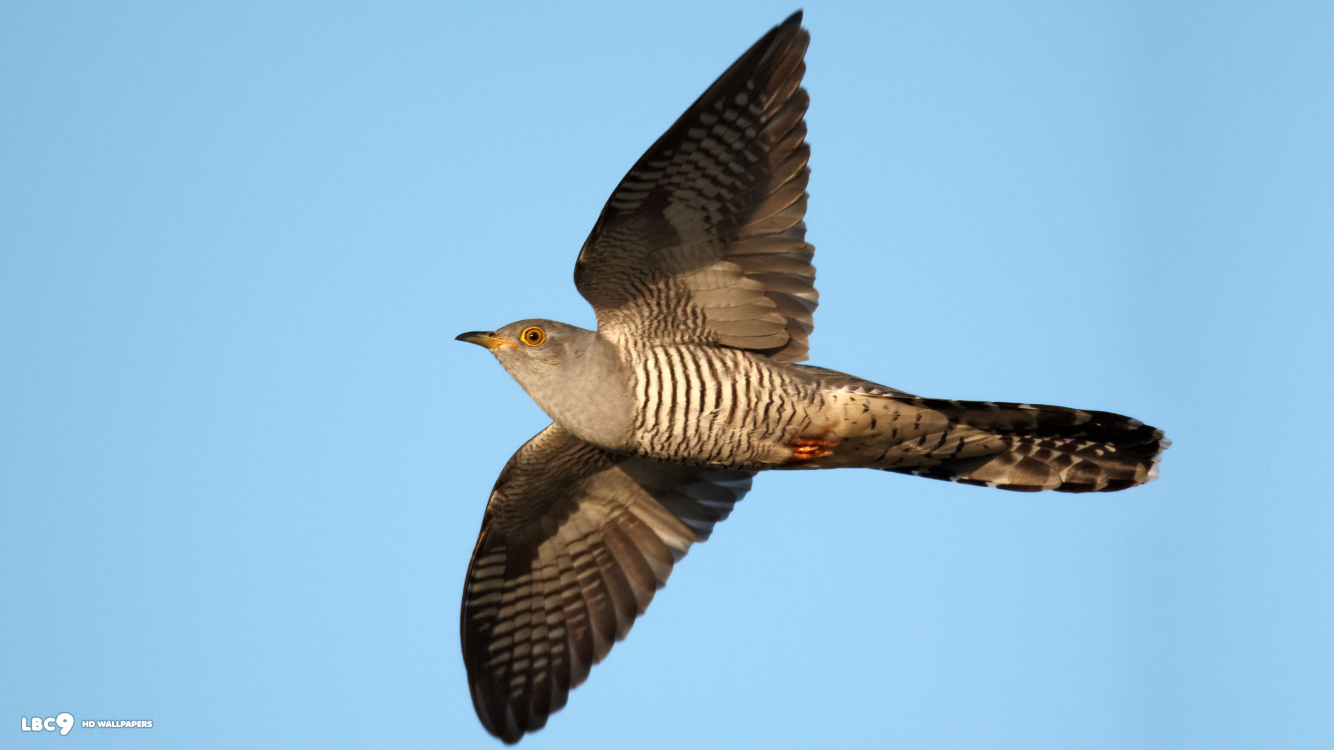 collection of best Cuckoo HD wallpaper