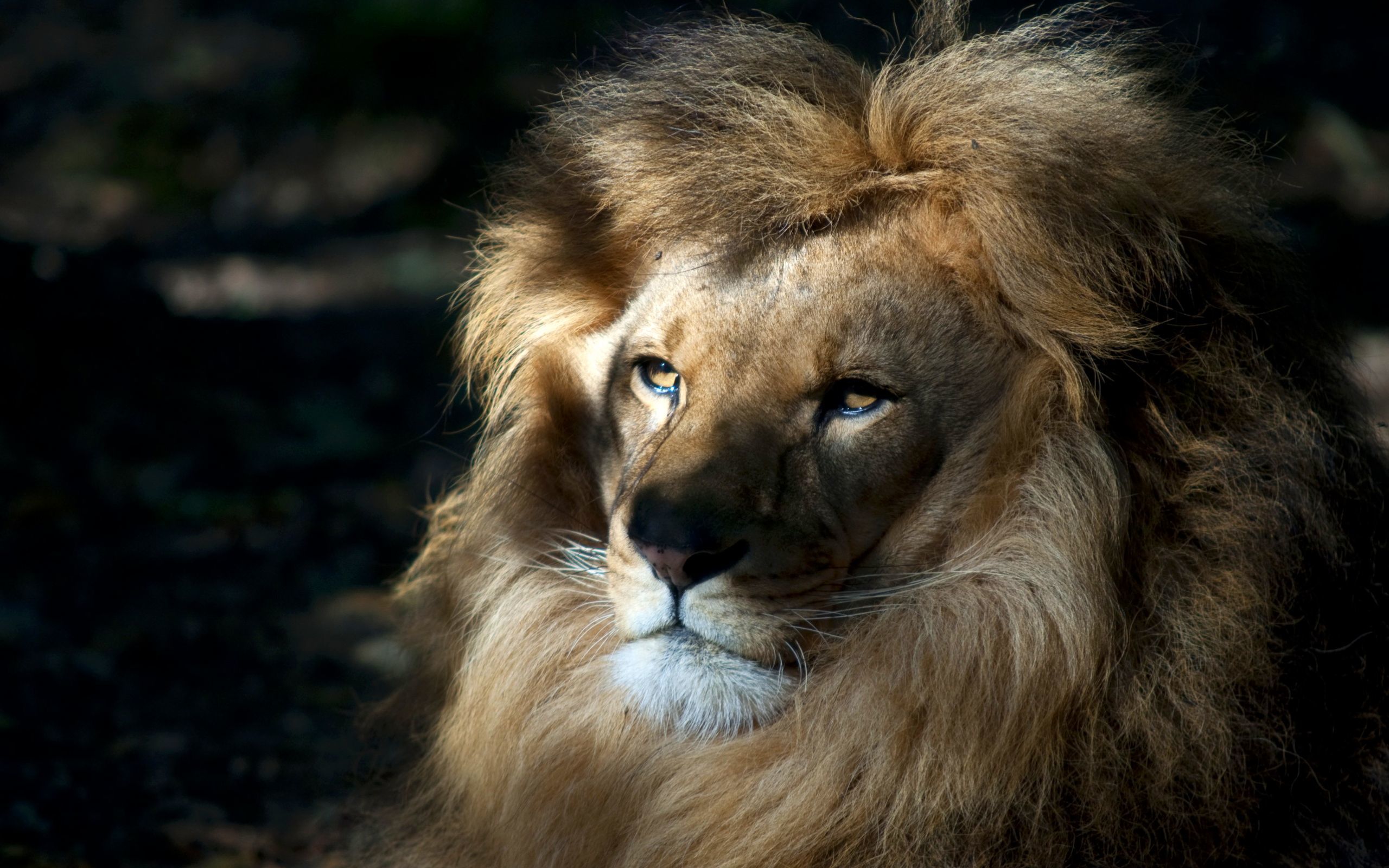48653 Bild herunterladen tiere, lions - Hintergrundbilder und Bildschirmschoner kostenlos