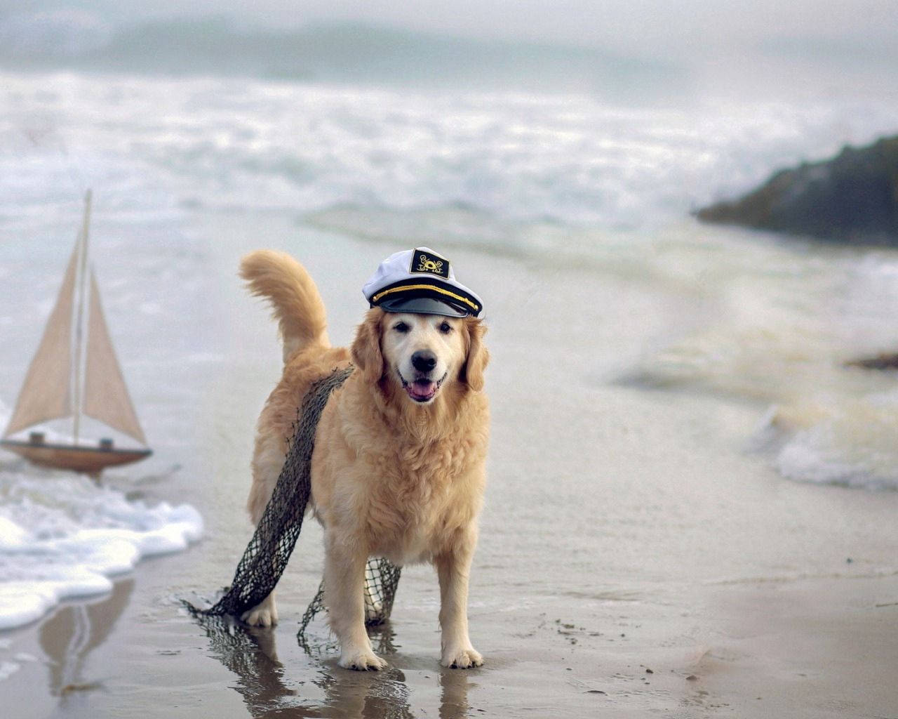 Скачать картинку Фуражка, Сеть, Собака, Животные, Море, Корабль в телефон бесплатно.