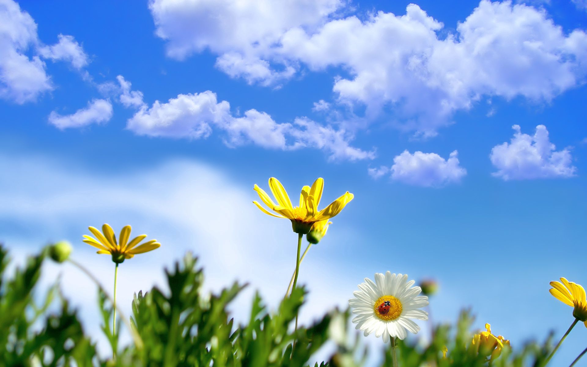 Laden Sie das Kamille, Ladybird, Grass, Sky, Clouds, Marienkäfer, Blumen, Sommer-Bild kostenlos auf Ihren PC-Desktop herunter