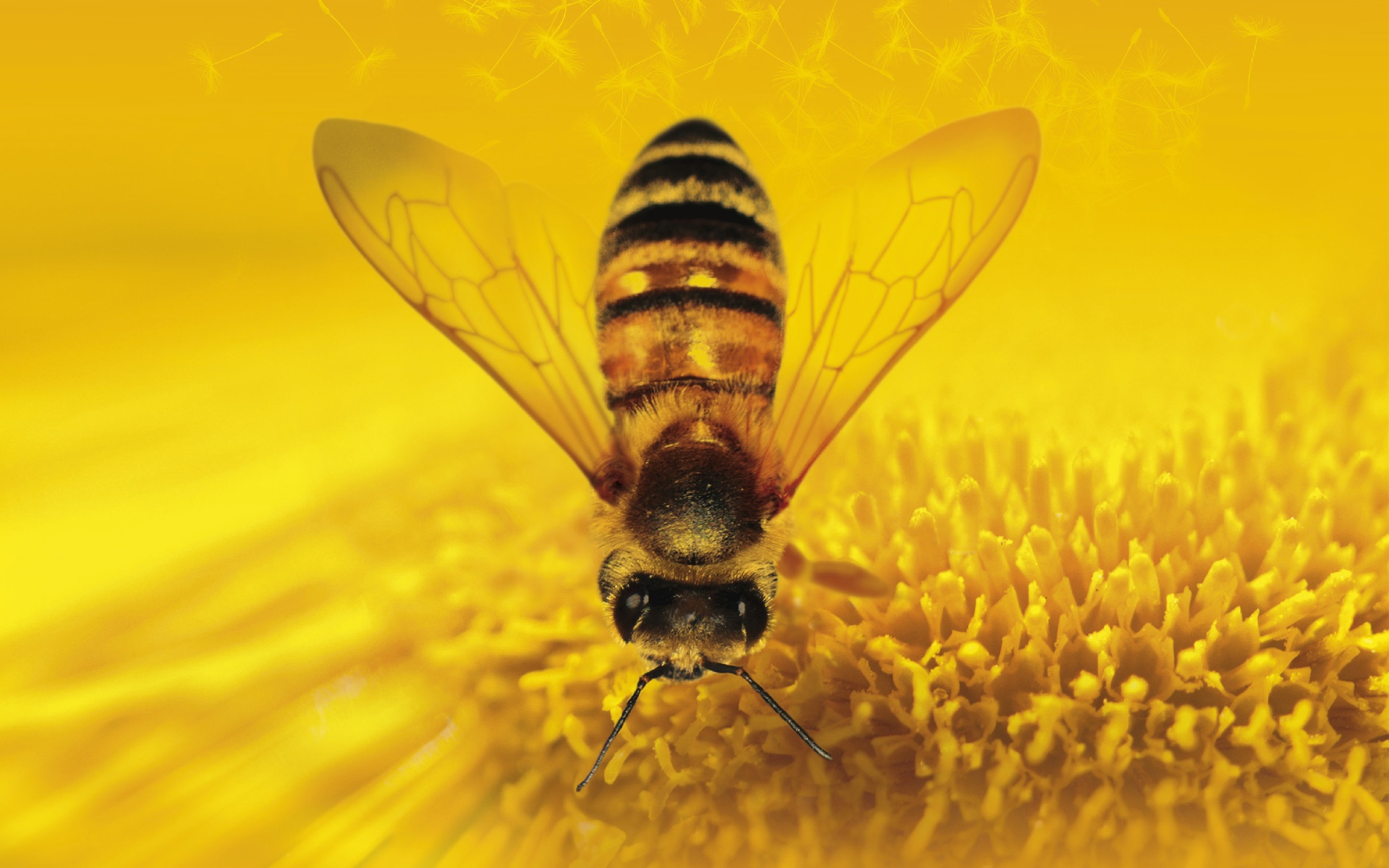Пчелы фоновый рисунок