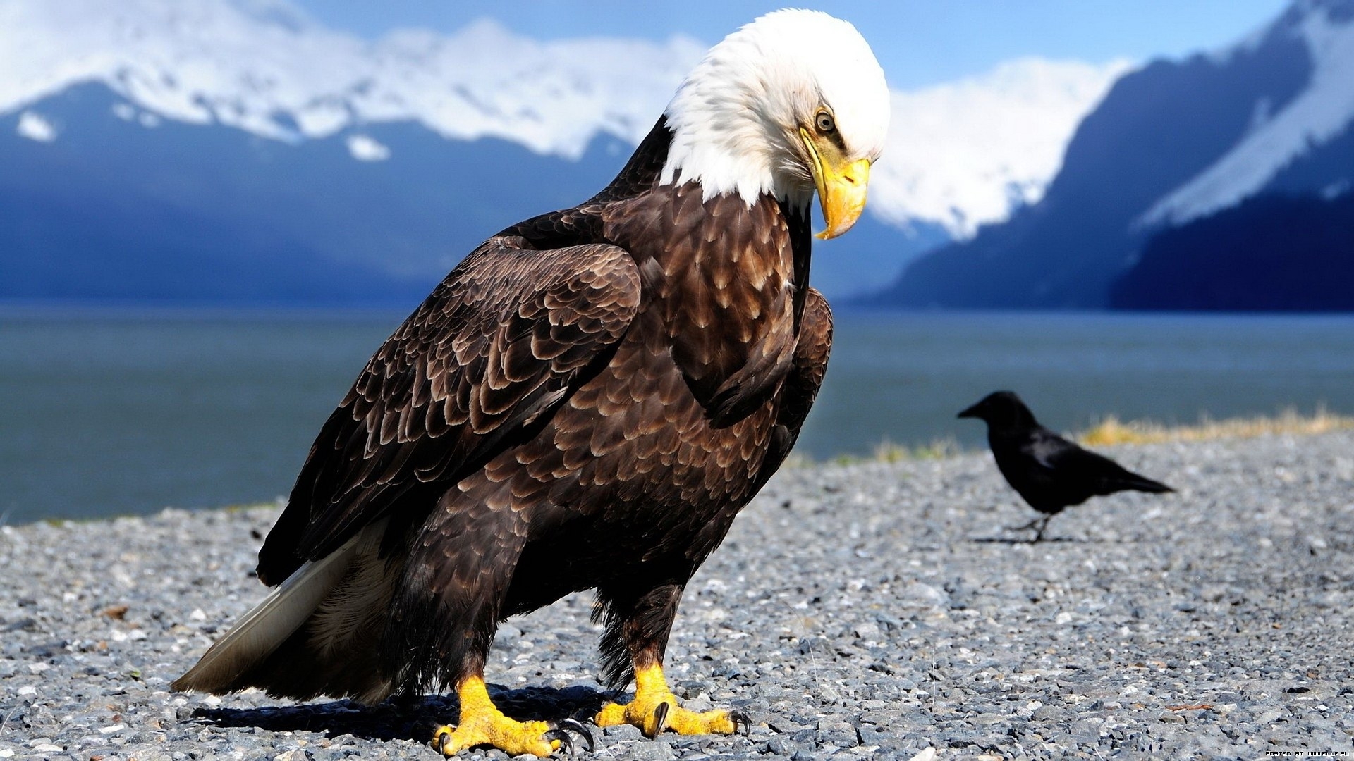 50276 Bild herunterladen tiere, vögel, eagles - Hintergrundbilder und Bildschirmschoner kostenlos