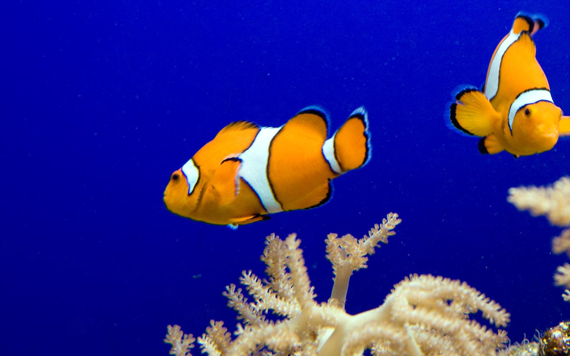  Clownfish HQ Background Wallpapers