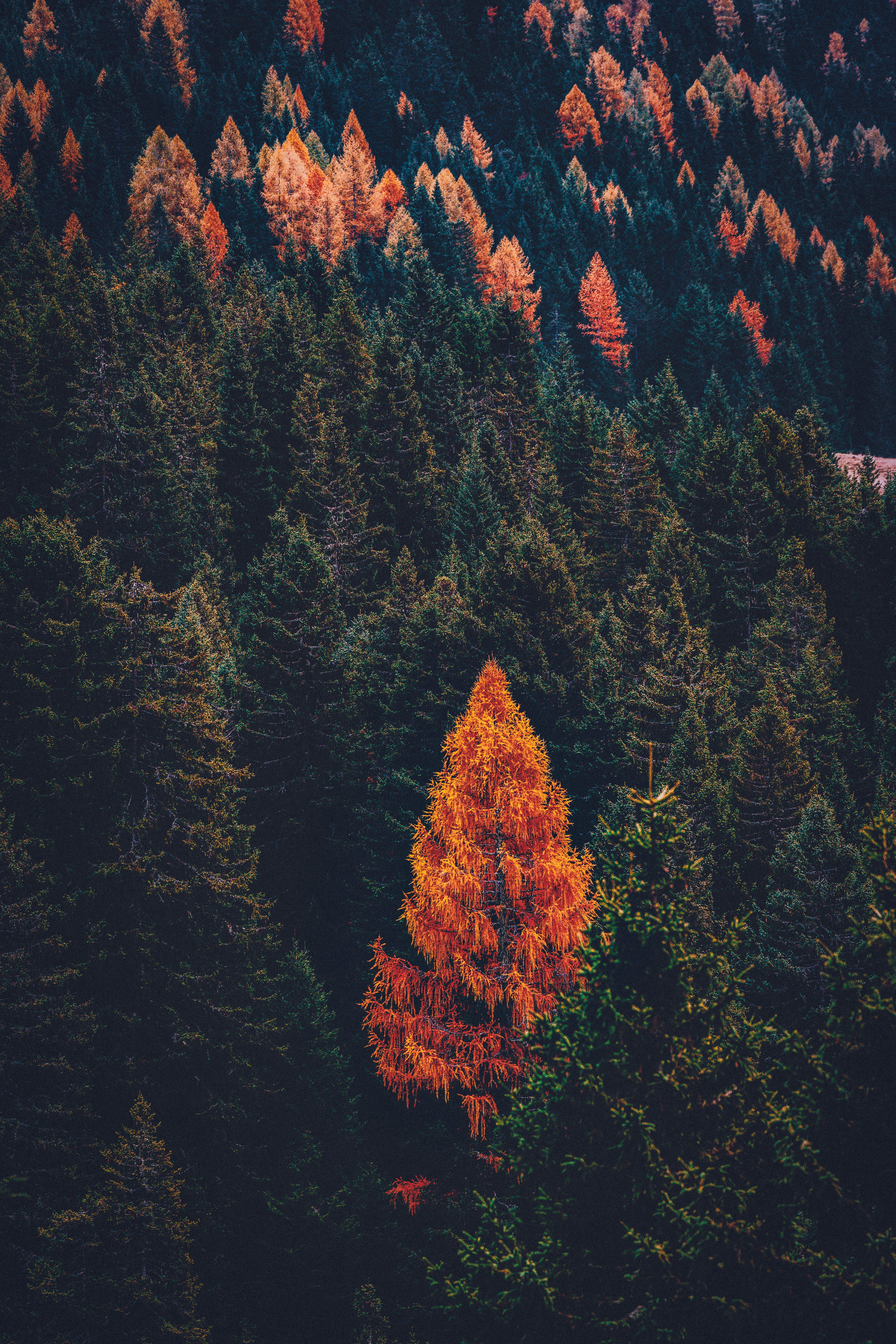 Download mobile wallpaper Coniferous, Pine, Trees, Nature, Forest for free.