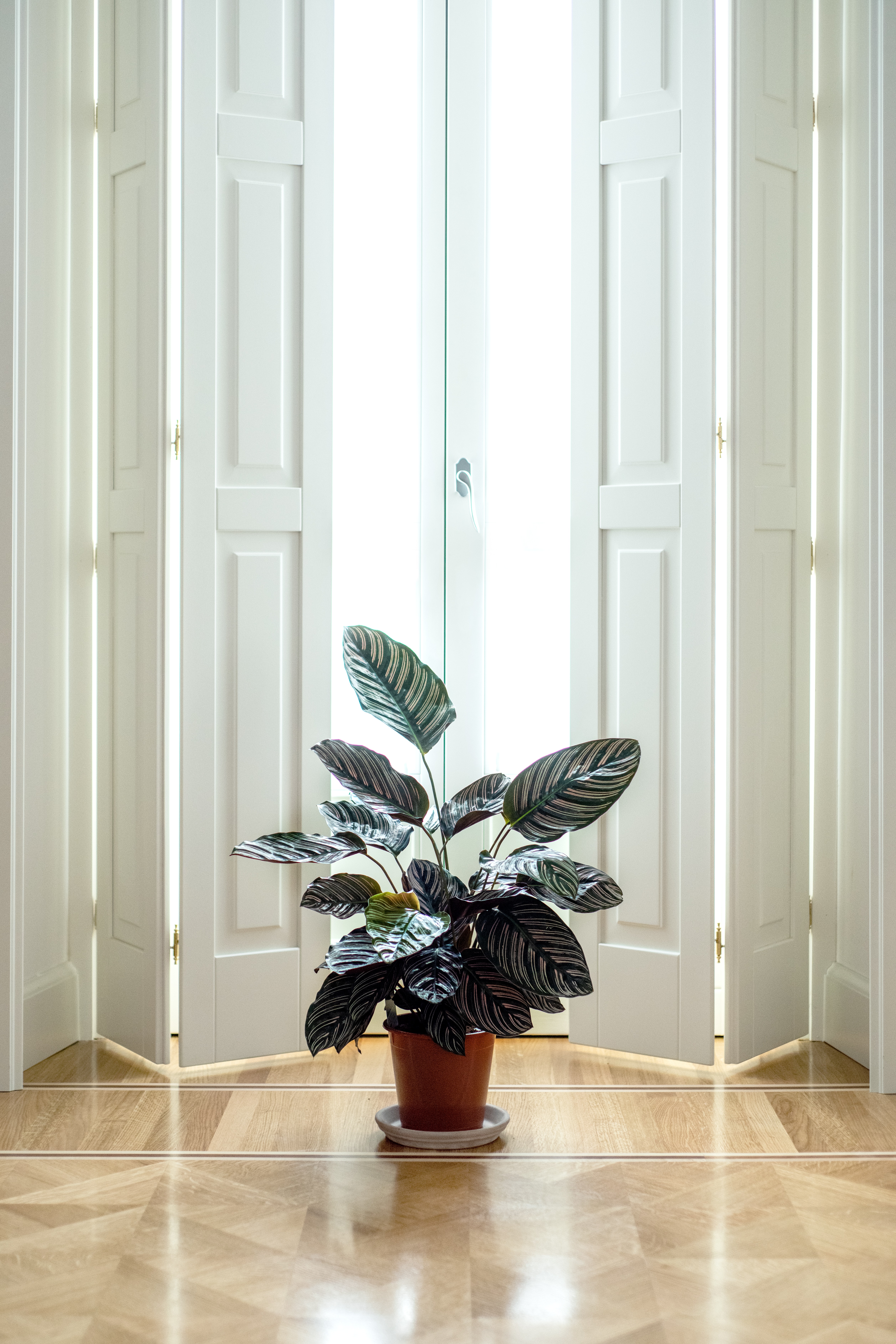電話スクリーンに最適な屋内植物の壁紙