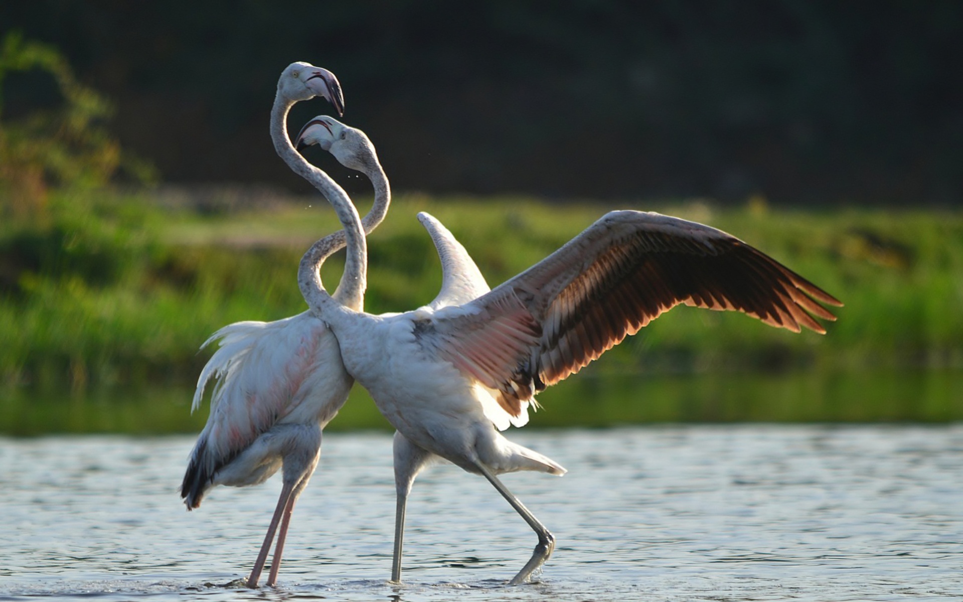 Брачные танцы животных. Танцующий птица. Фламинго. Фламинго брачный танец. Брачные игры птиц.