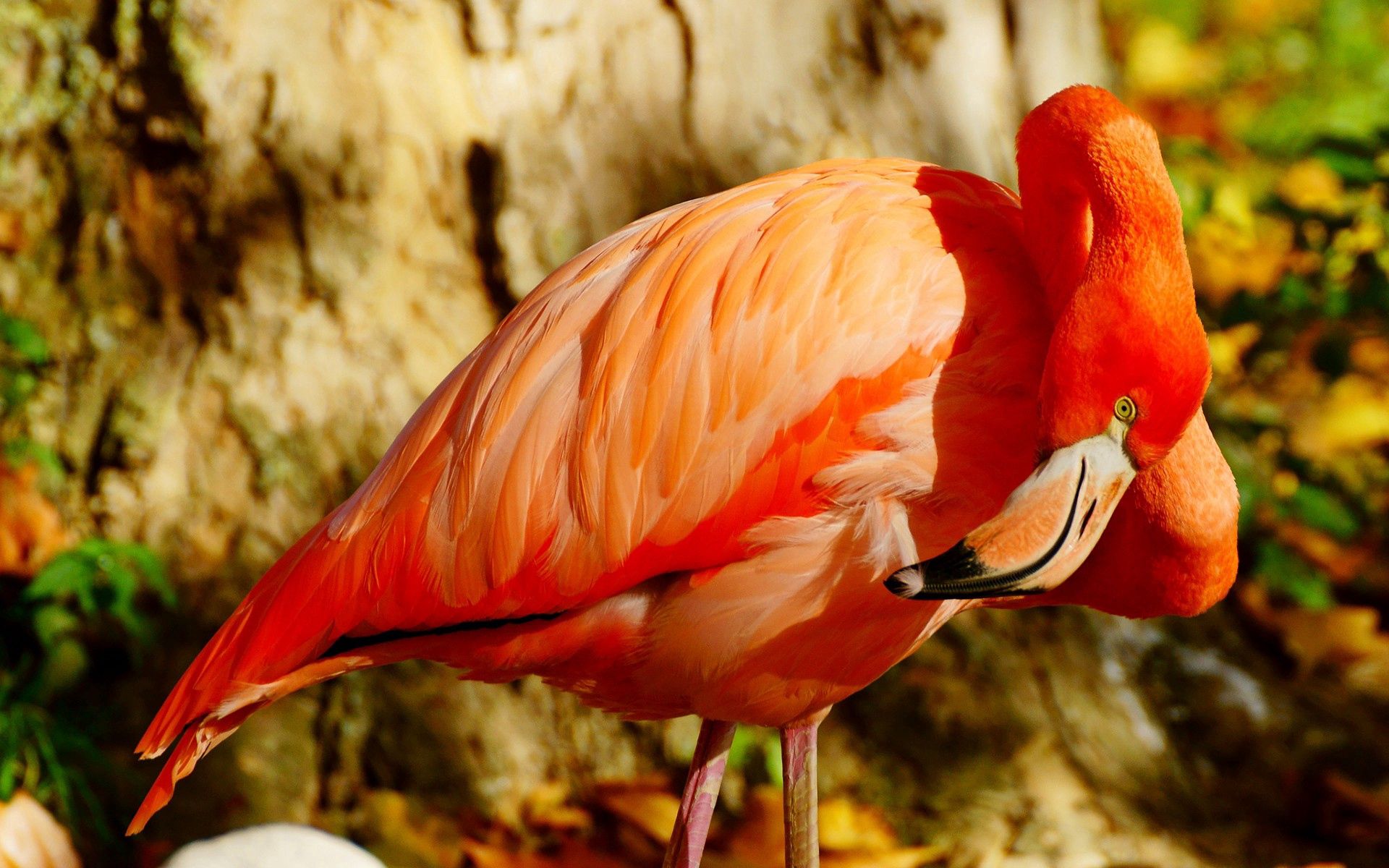 Free download wallpaper Animals, Beak, Bird, Flamingo on your PC desktop