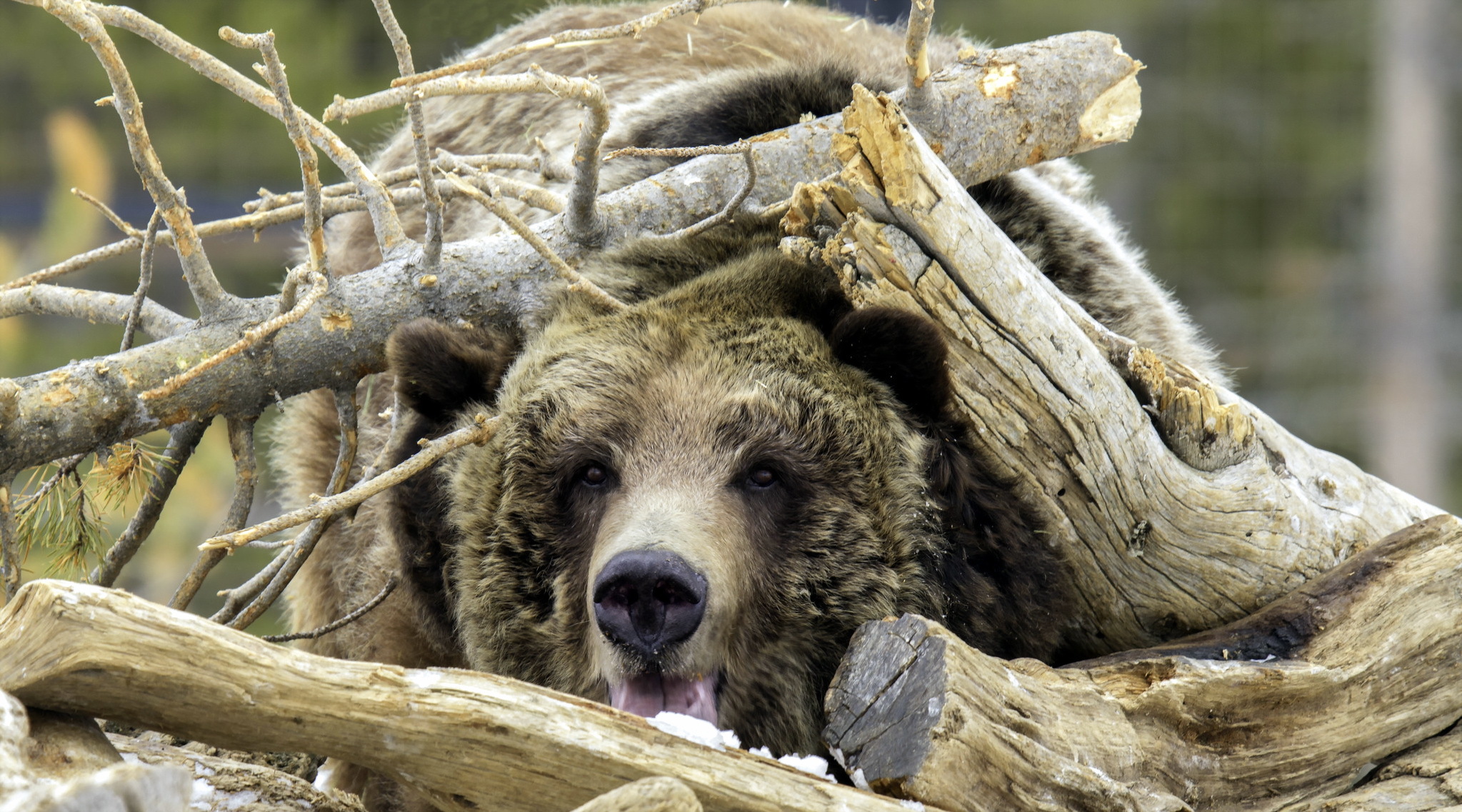 Download mobile wallpaper Bears, Bear, Animal, Log for free.