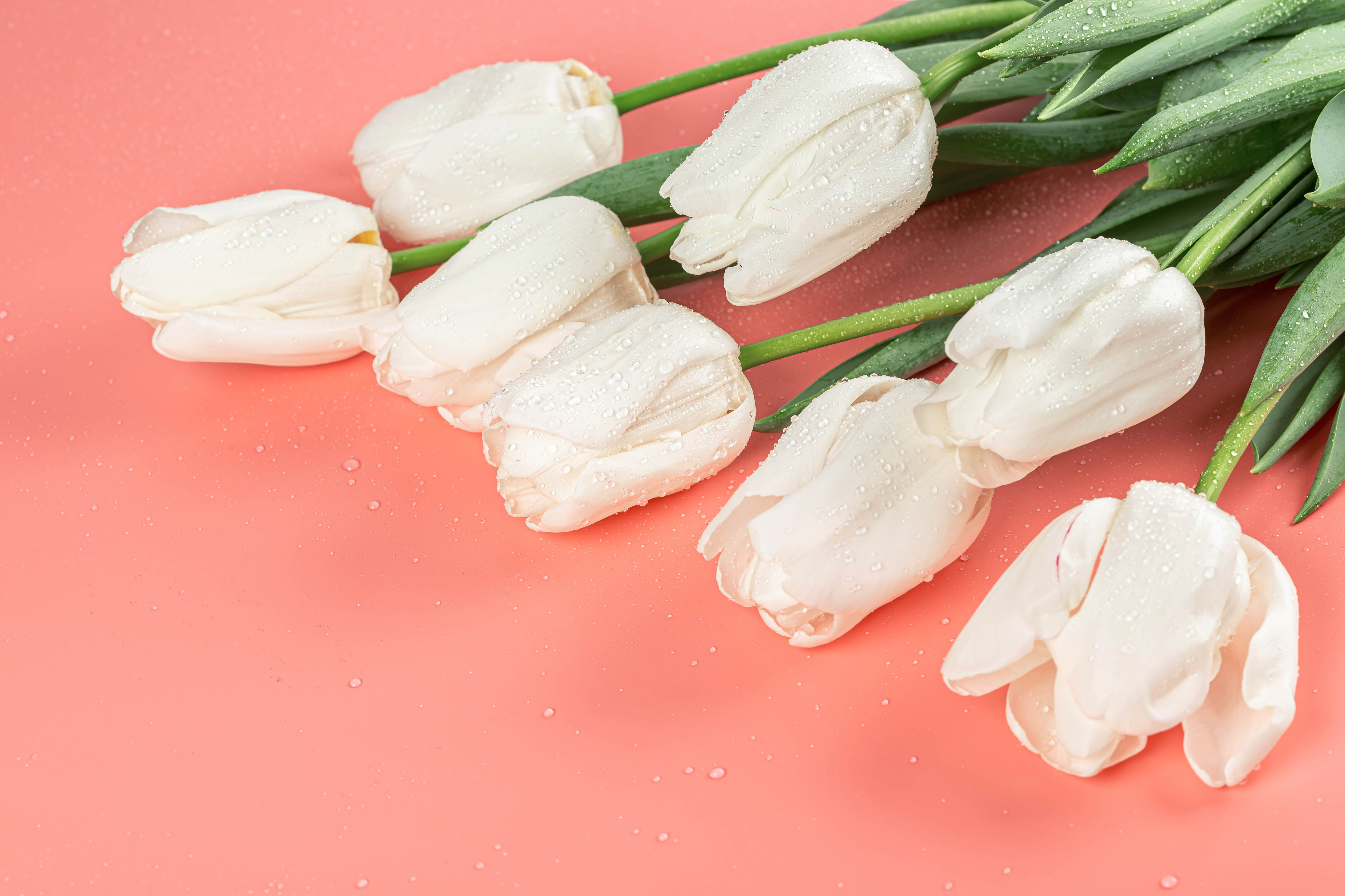 92584 завантажити картинку тюльпани, білий, квіти, рожевий - шпалери і заставки безкоштовно