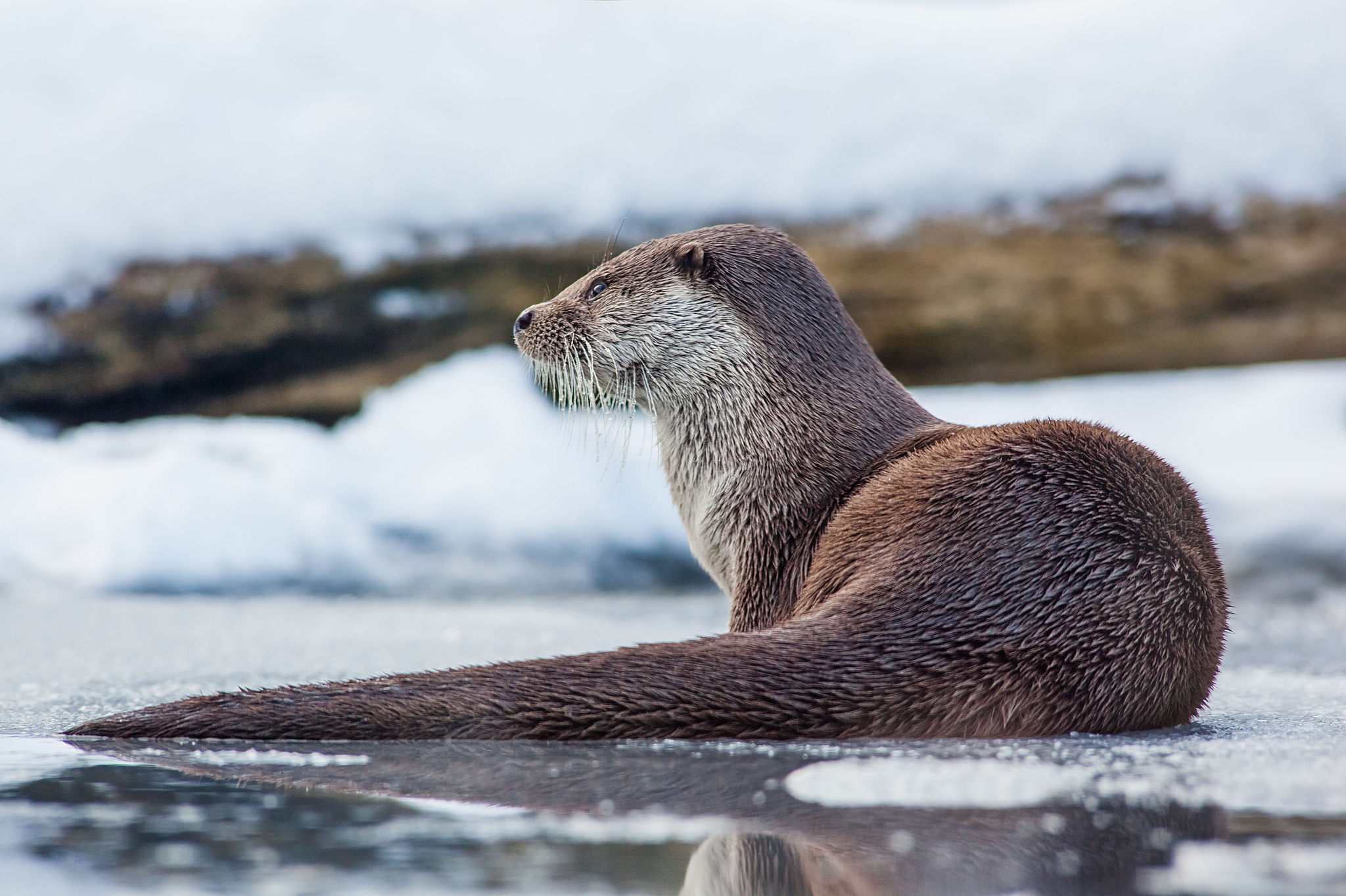 animal, otter Free Stock Photo