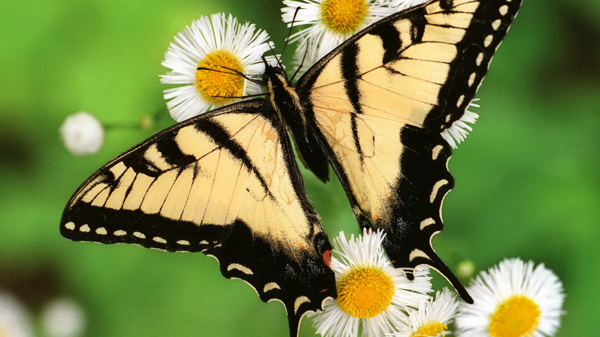 301102 завантажити шпалери тварина, метелик махаон, метелик, дейзі, комахи - заставки і картинки безкоштовно