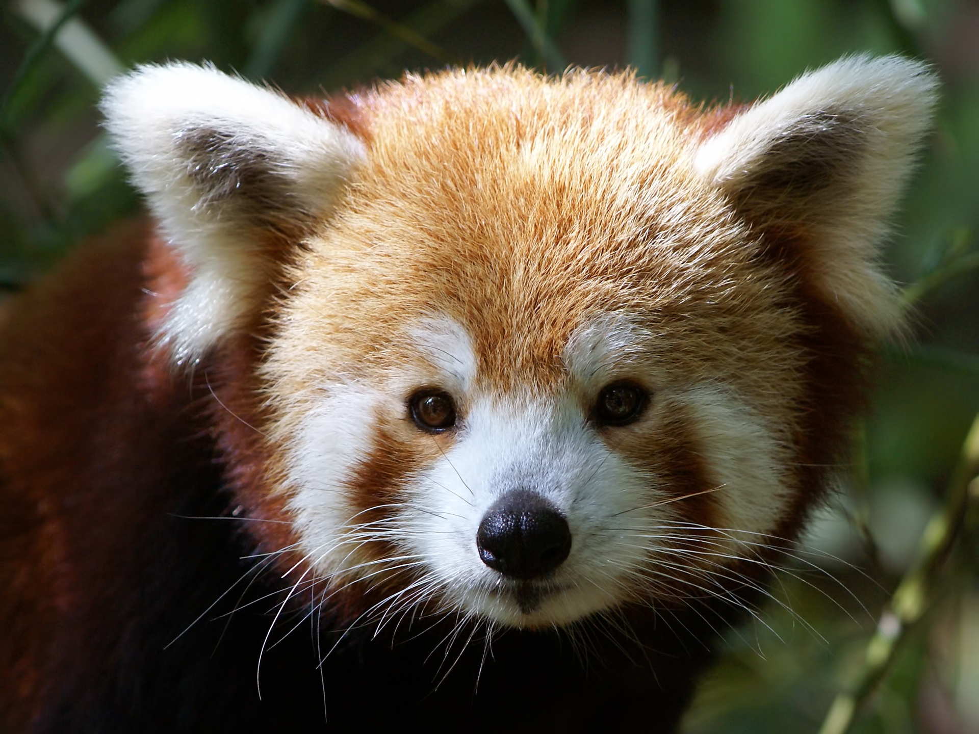 Full HD animals, red panda, muzzle, fur
