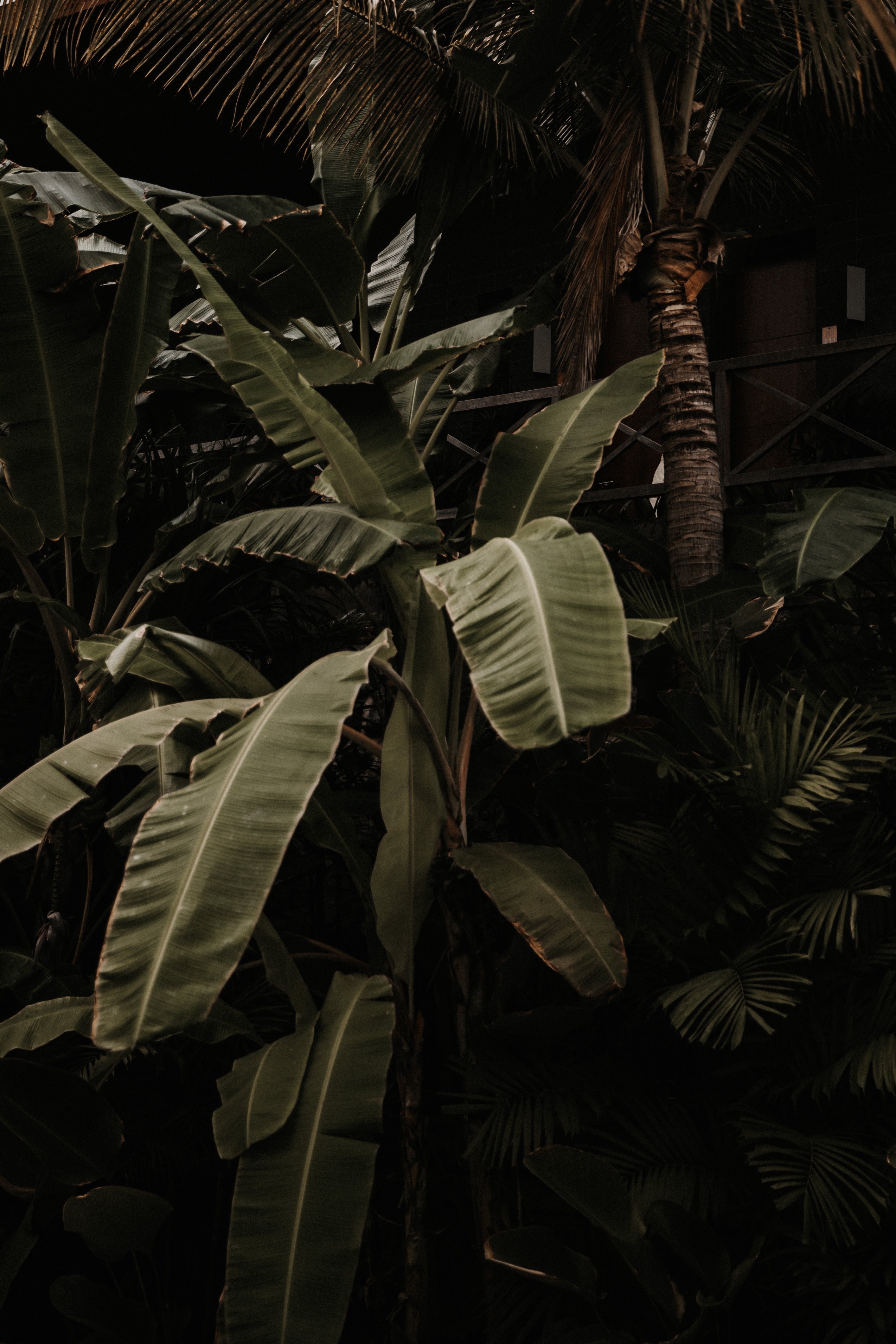 Laden Sie das Natur, Blätter, Pflanze, Tropisch, Exotisch, Tropischen-Bild kostenlos auf Ihren PC-Desktop herunter