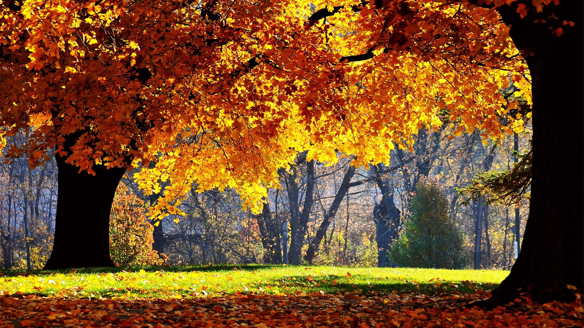 Handy-Wallpaper Natur, Bäume, Blätter, Landschaft, Herbst kostenlos herunterladen.