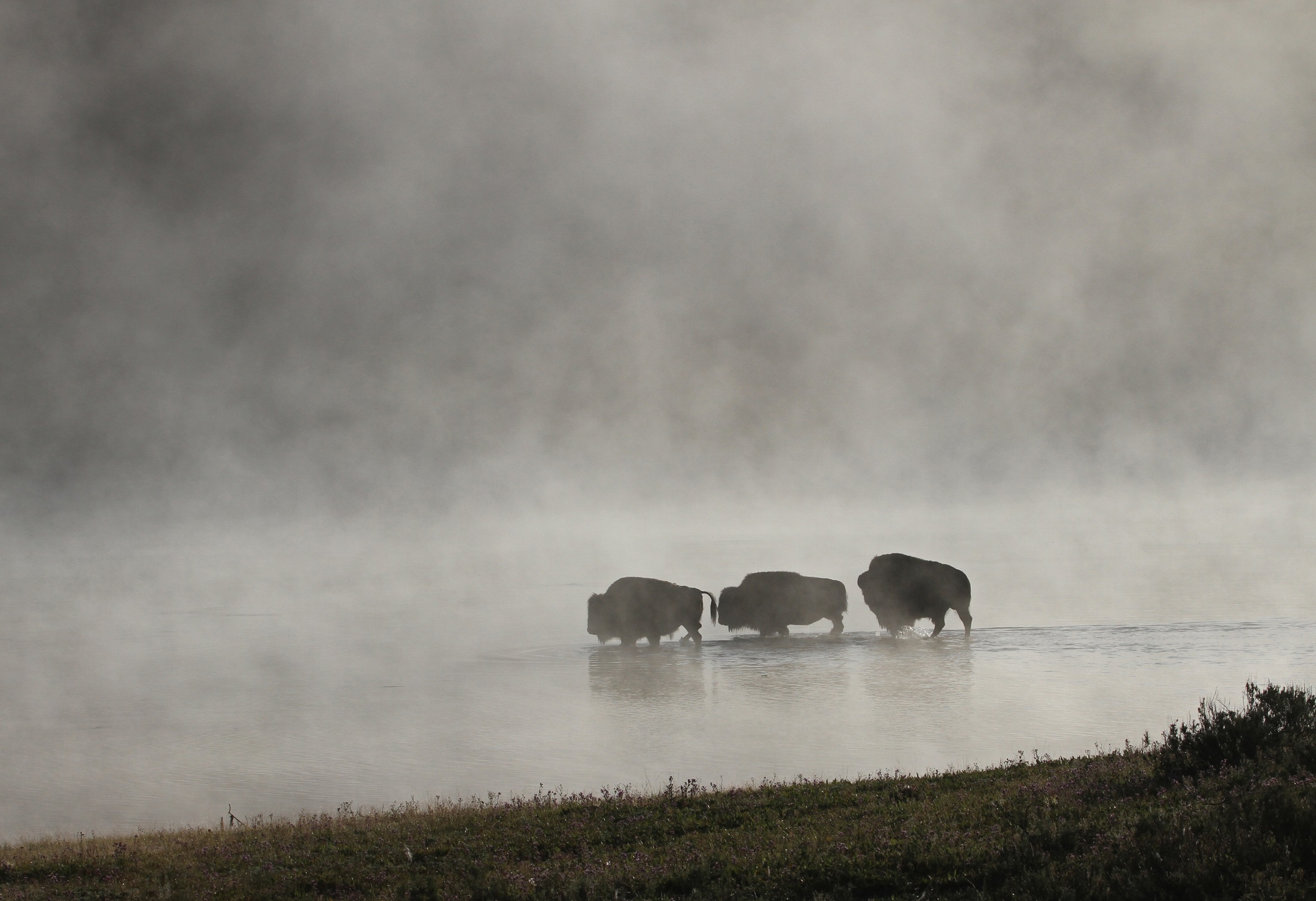 american bison, silhouette, animal, buffalo, fog, national park, river, yellowstone