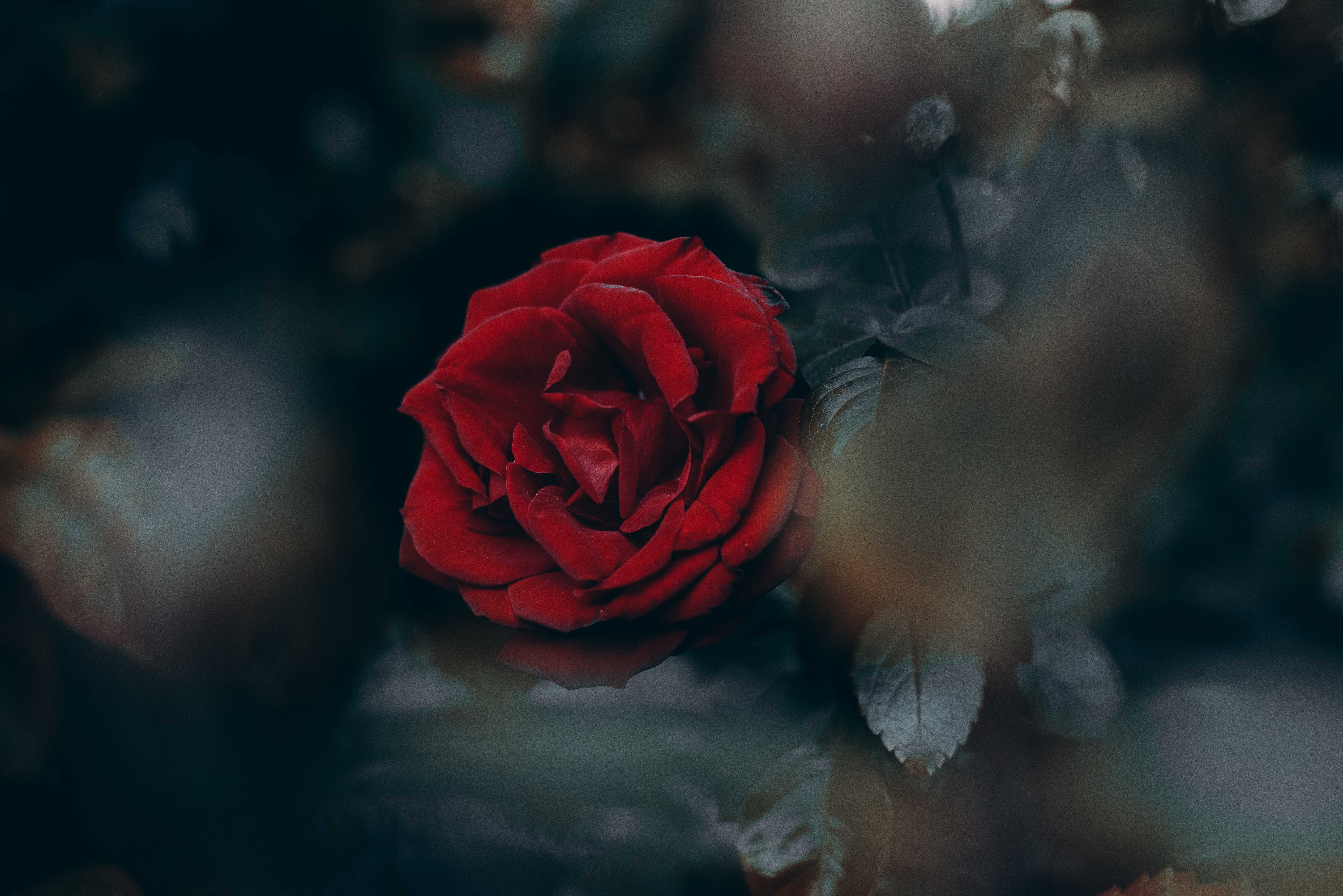 Download mobile wallpaper Bud, Smooth, Rose, Rose Flower, Flowers, Blur for free.