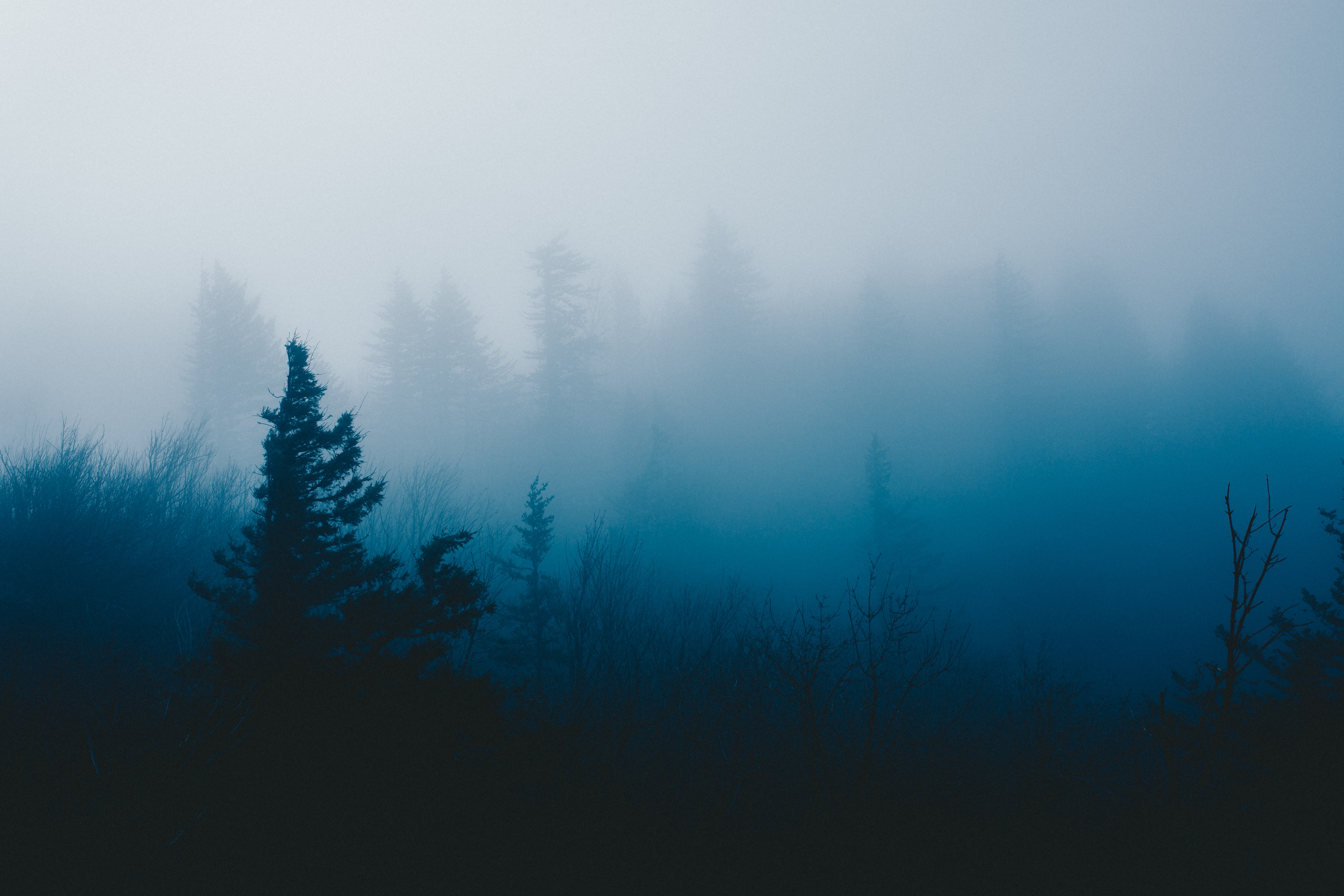Laden Sie das Holz, Nebel, Grass, Baum, Dunkel-Bild kostenlos auf Ihren PC-Desktop herunter