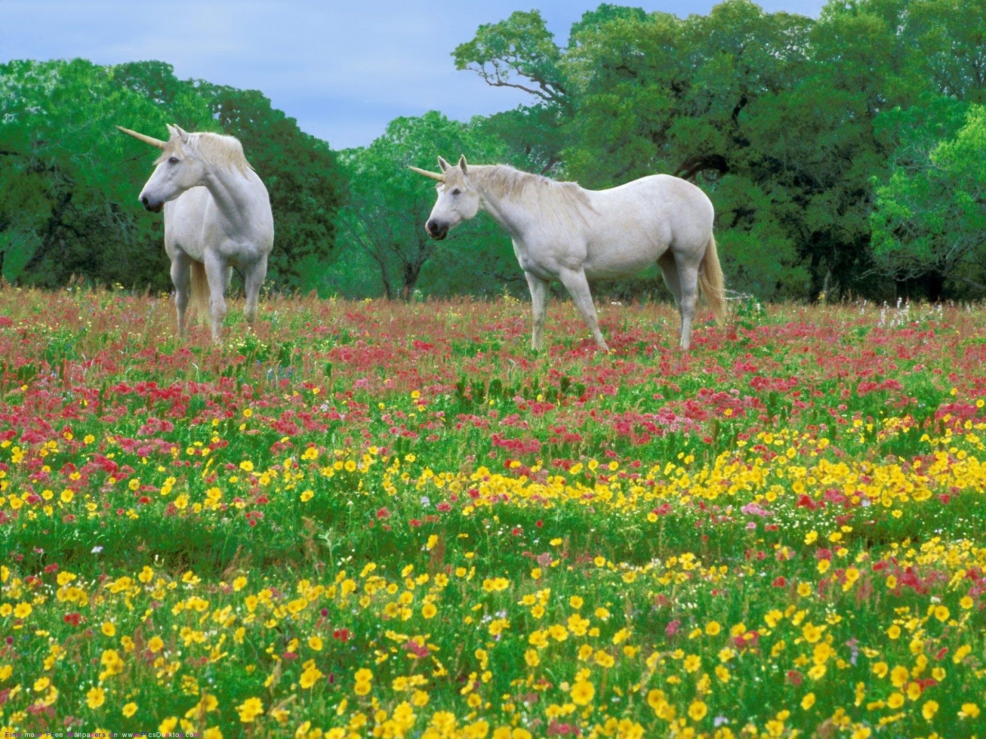 Download mobile wallpaper Field, Animals, Grass, Flowers, Horses for free.