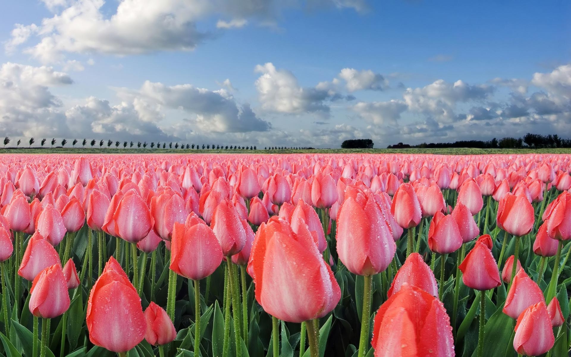 Download mobile wallpaper Flowers, Landscape, Tulips, Fields for free.