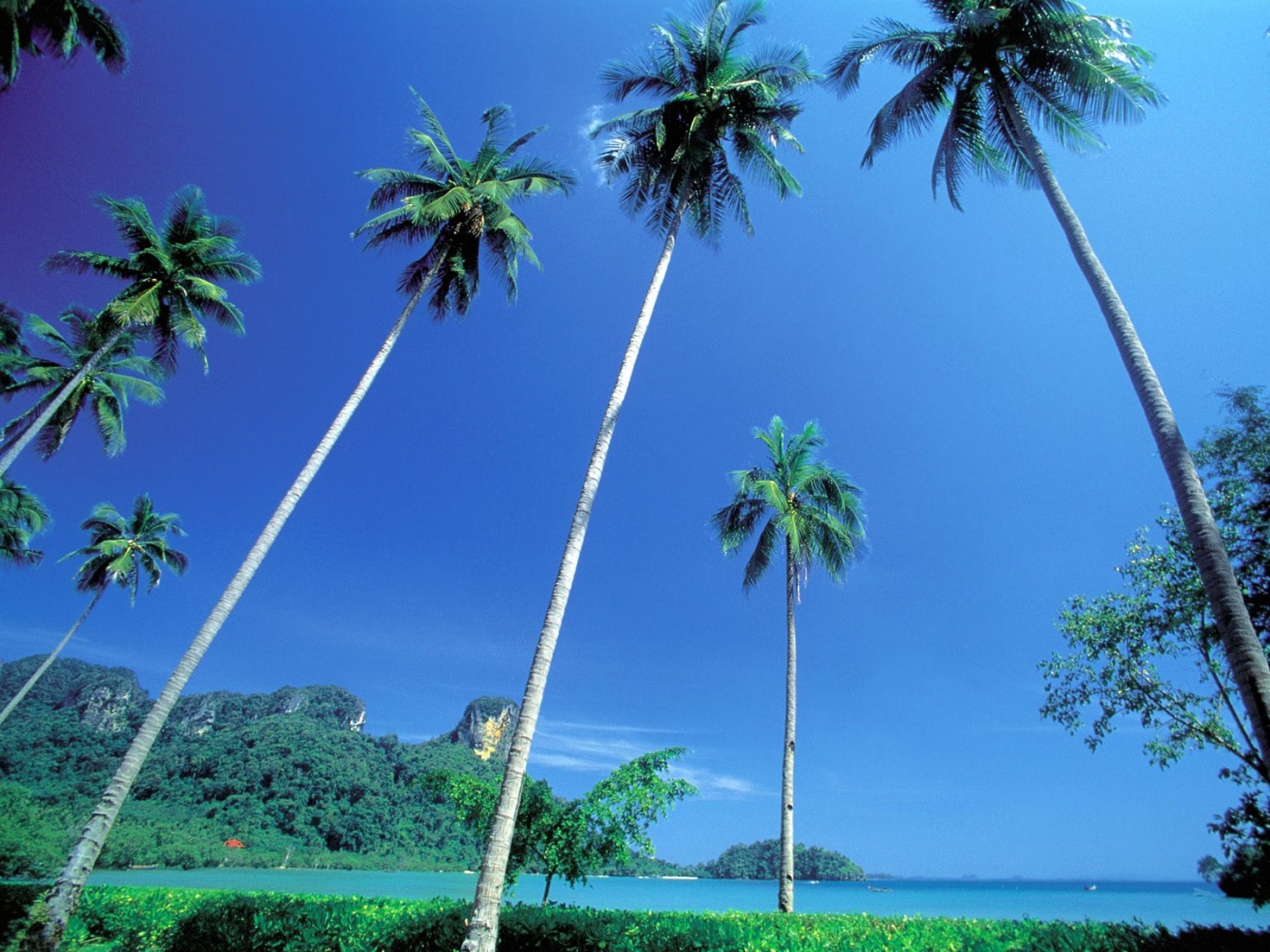 Download mobile wallpaper Landscape, Palms for free.