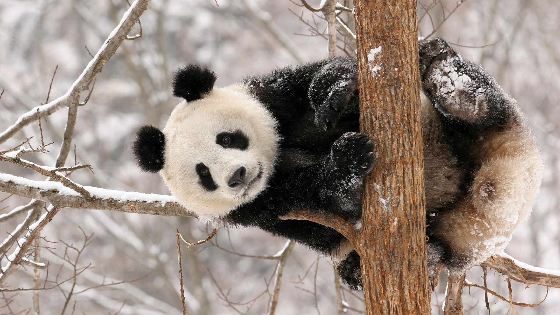 129049 Hintergrundbild herunterladen schnee, tiere, sitzen, ast, zweig, panda - Bildschirmschoner und Bilder kostenlos