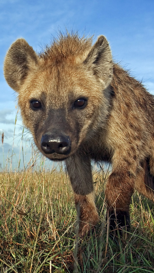 Hyenas, animal, bonito, couple, hyena, wild, HD wallpaper | Peakpx