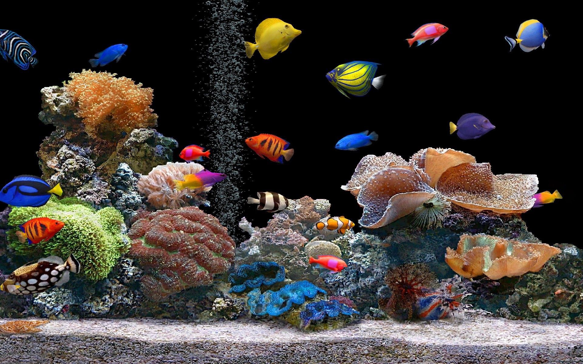 52634壁紙のダウンロード魚, 動物, コーラル, 色とりどり, モトリー, 水中の世界, 水中ワールド-スクリーンセーバーと写真を無料で
