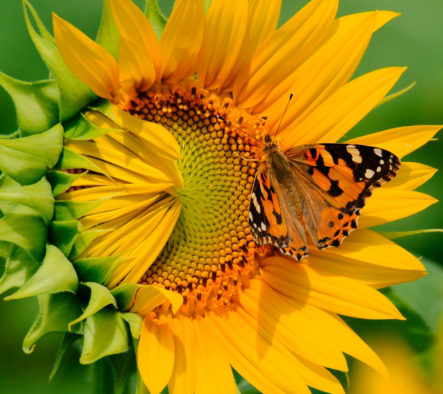 21659 Hintergrundbild herunterladen sonnenblumen, pflanzen, schmetterlinge, blumen, insekten, gelb - Bildschirmschoner und Bilder kostenlos