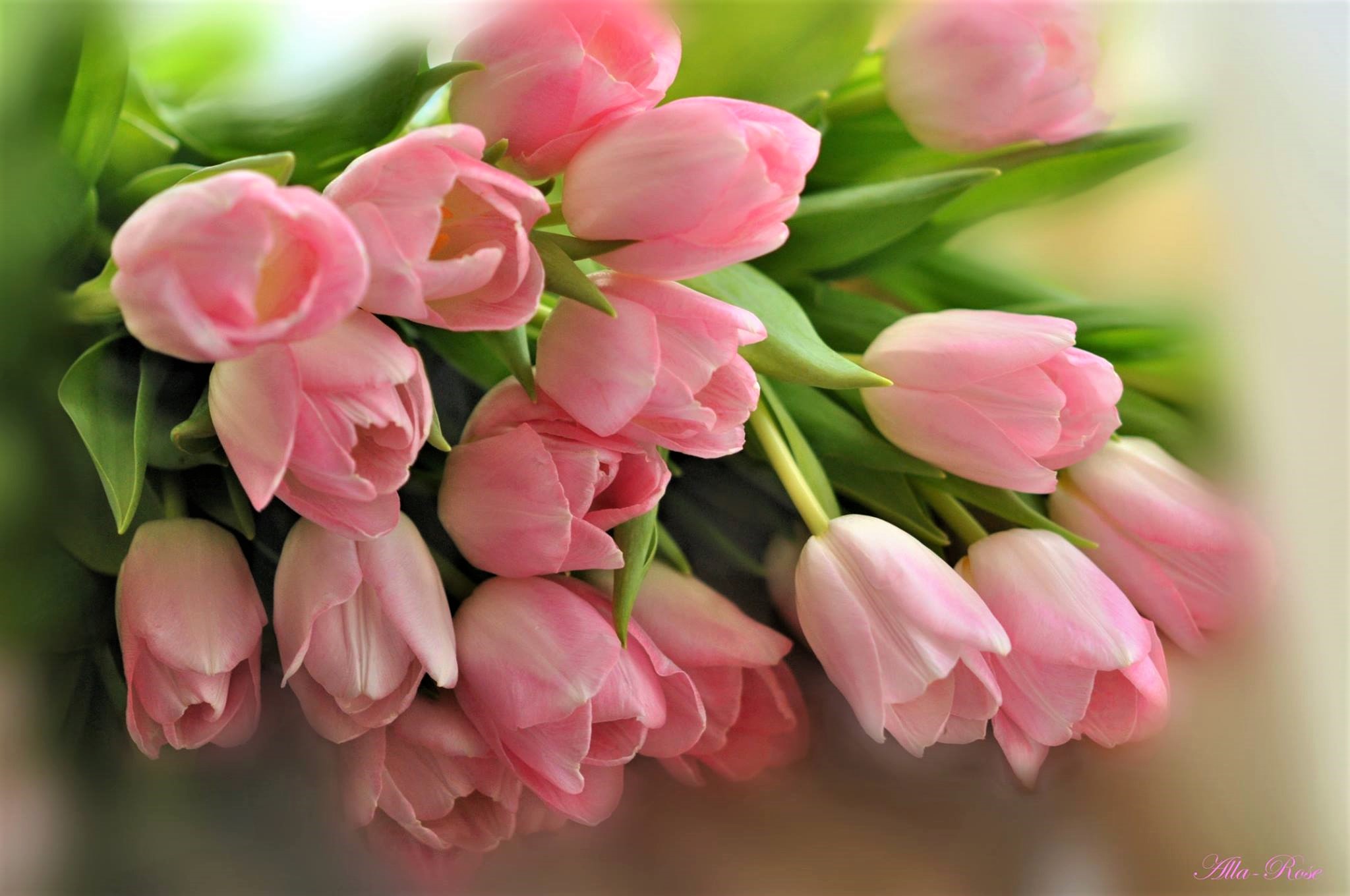 Download mobile wallpaper Flowers, Flower, Earth, Tulip, Pink Flower for free.