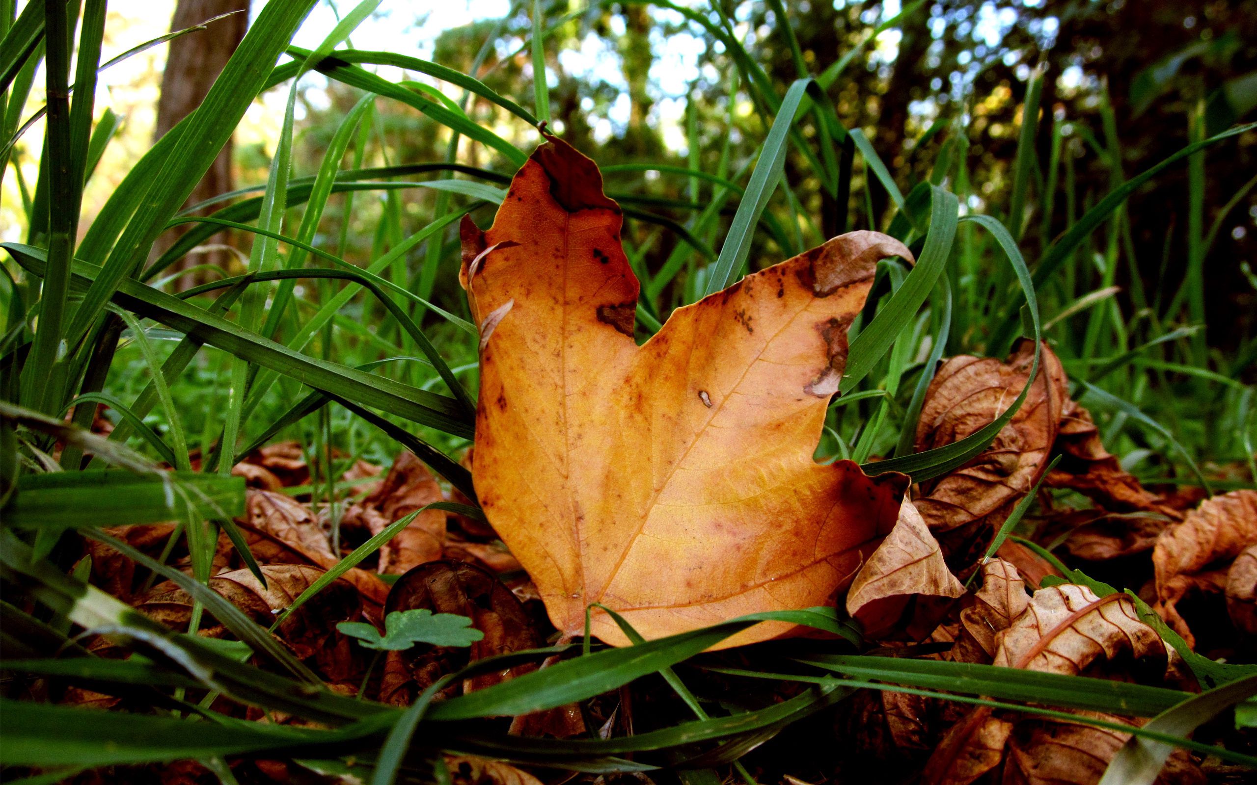 107924 télécharger l'image nature, herbe, automne, feuilles, vert, sec, érable - fonds d'écran et économiseurs d'écran gratuits